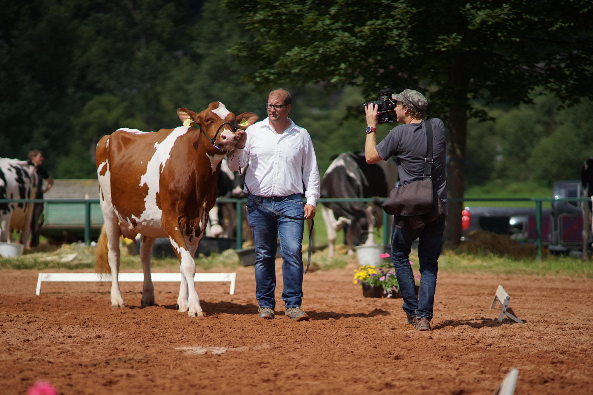 2016 07 17 webenheim kuehe 128