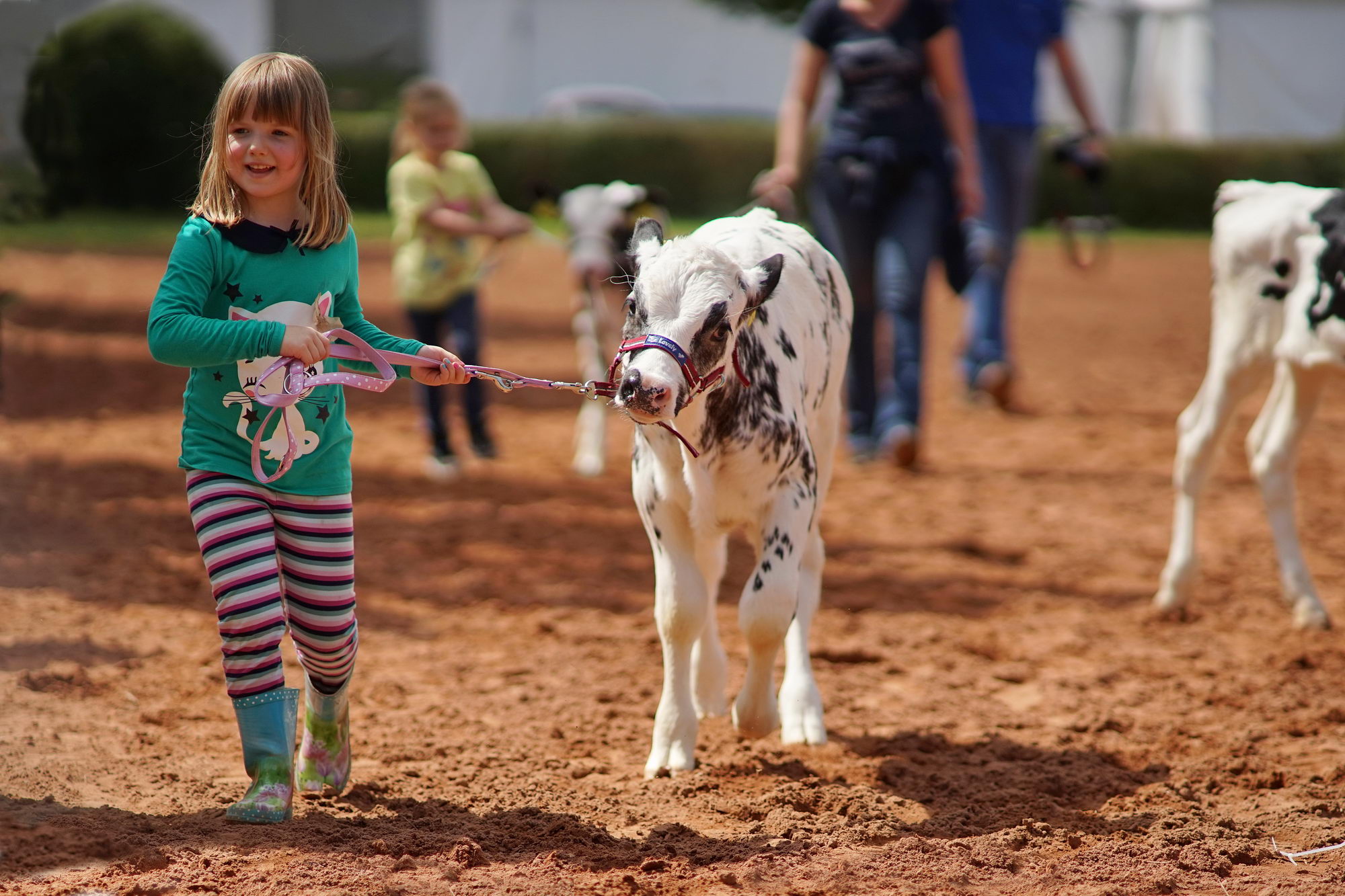 2016 07 17 webenheim kuehe 129