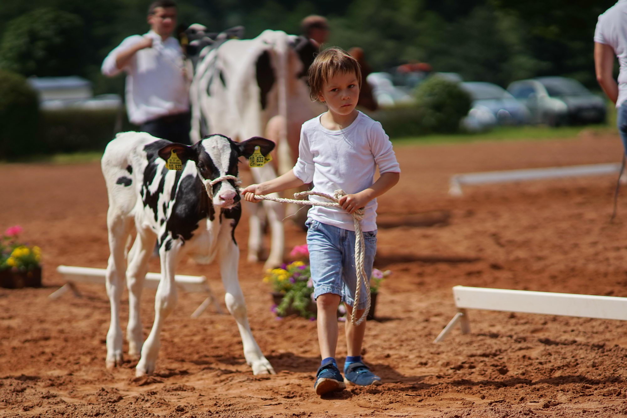 2016 07 17 webenheim kuehe 130