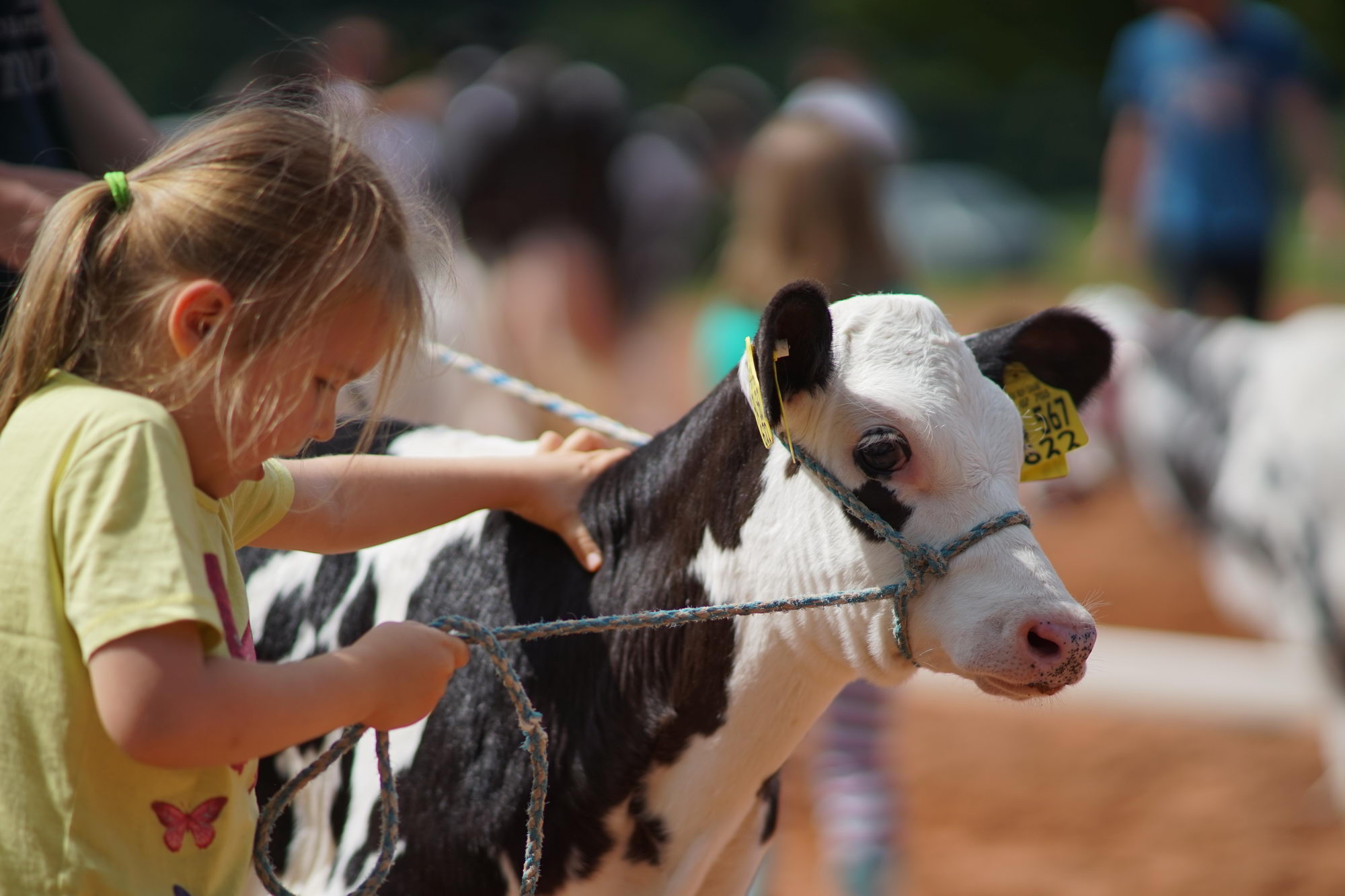 2016 07 17 webenheim kuehe 131