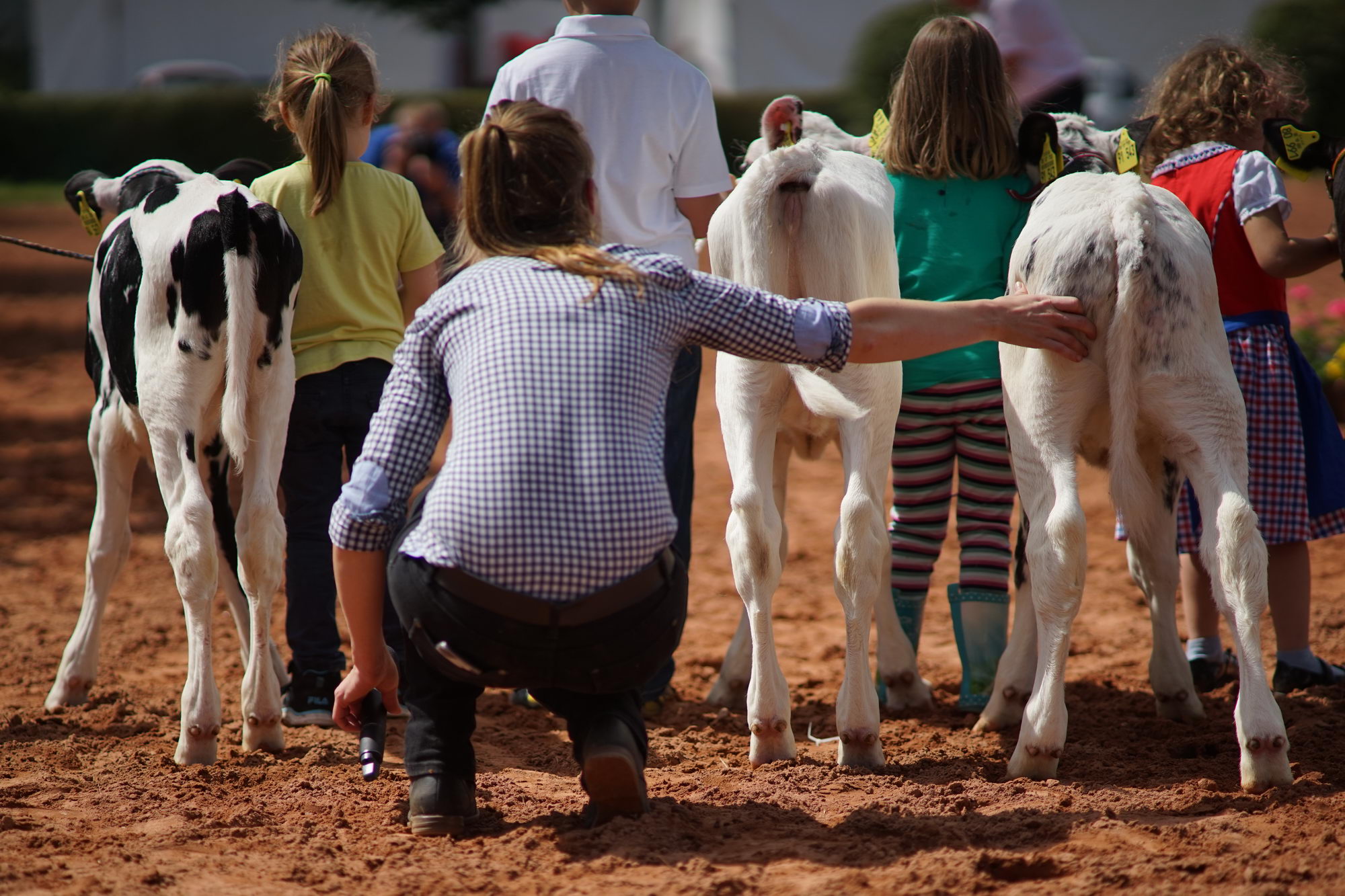 2016 07 17 webenheim kuehe 132