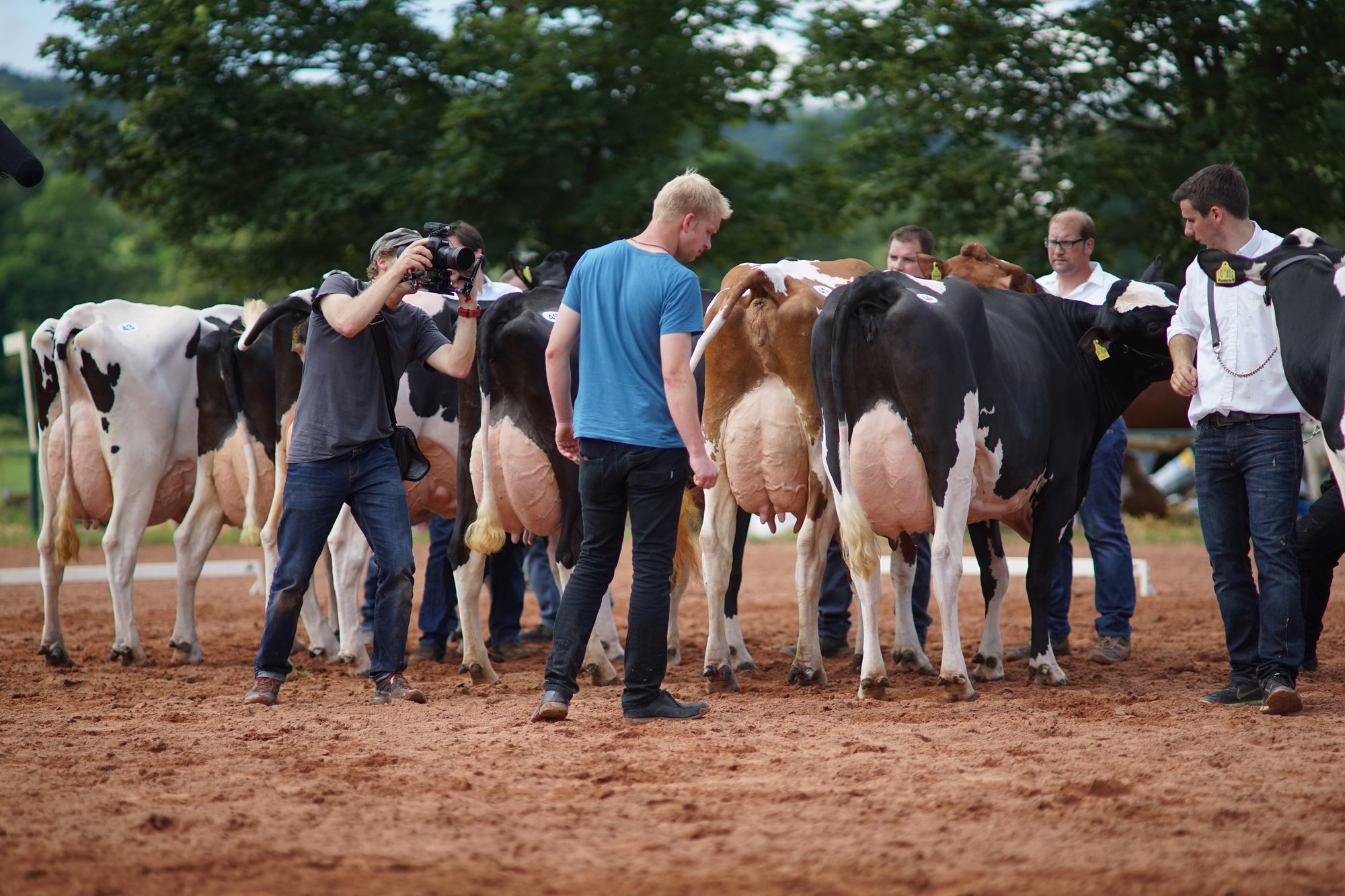 2016 07 17 webenheim kuehe 133