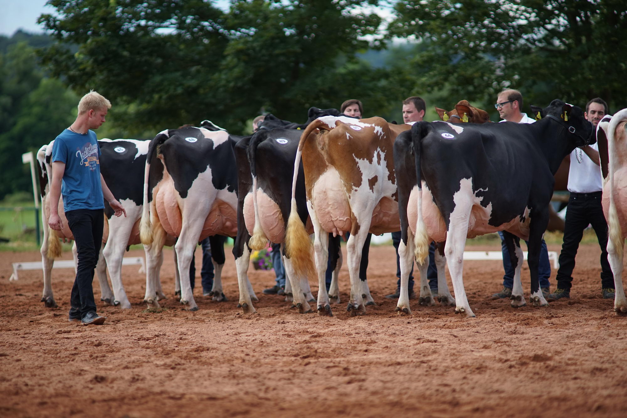 2016 07 17 webenheim kuehe 134