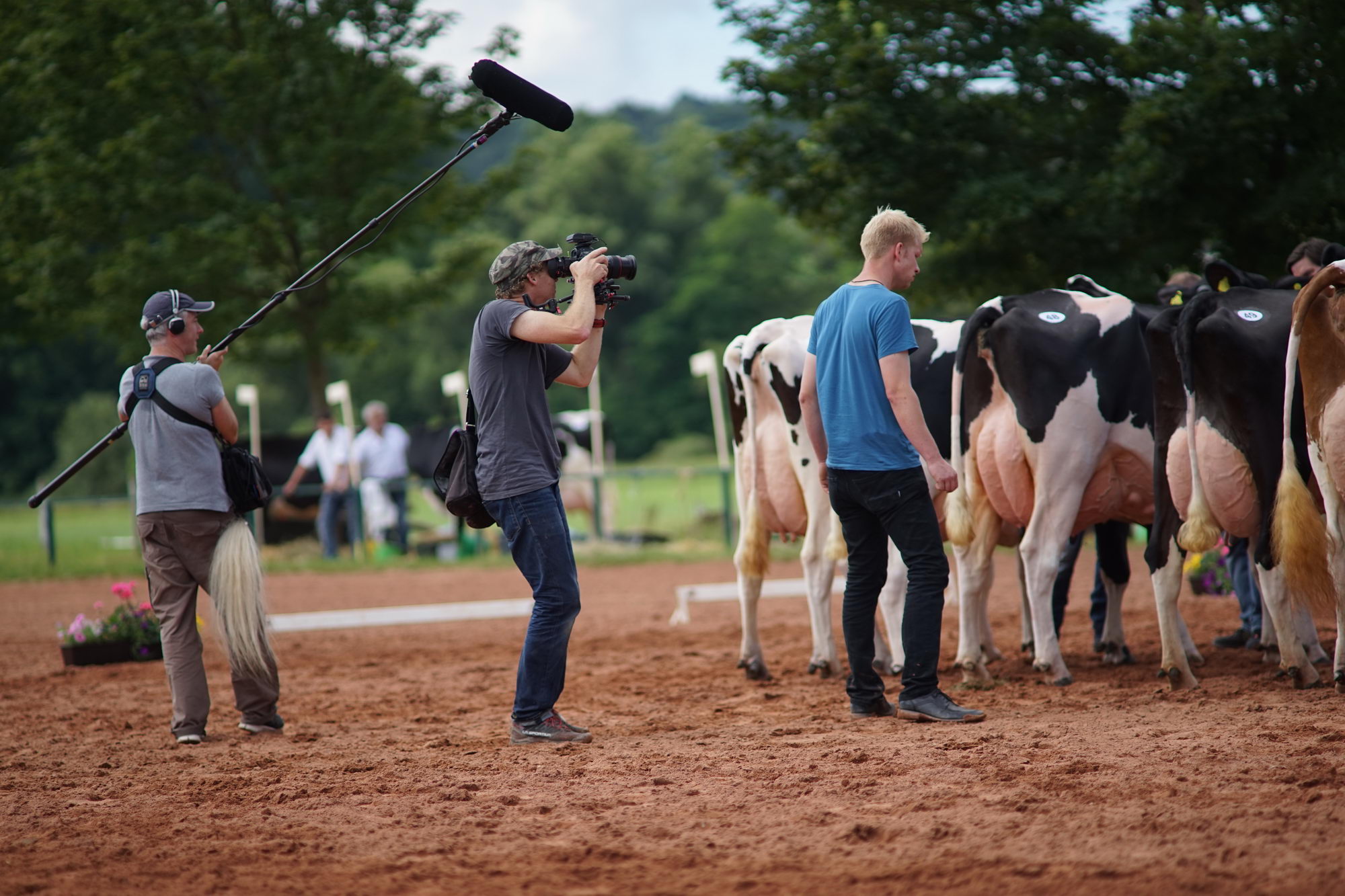 2016 07 17 webenheim kuehe 135