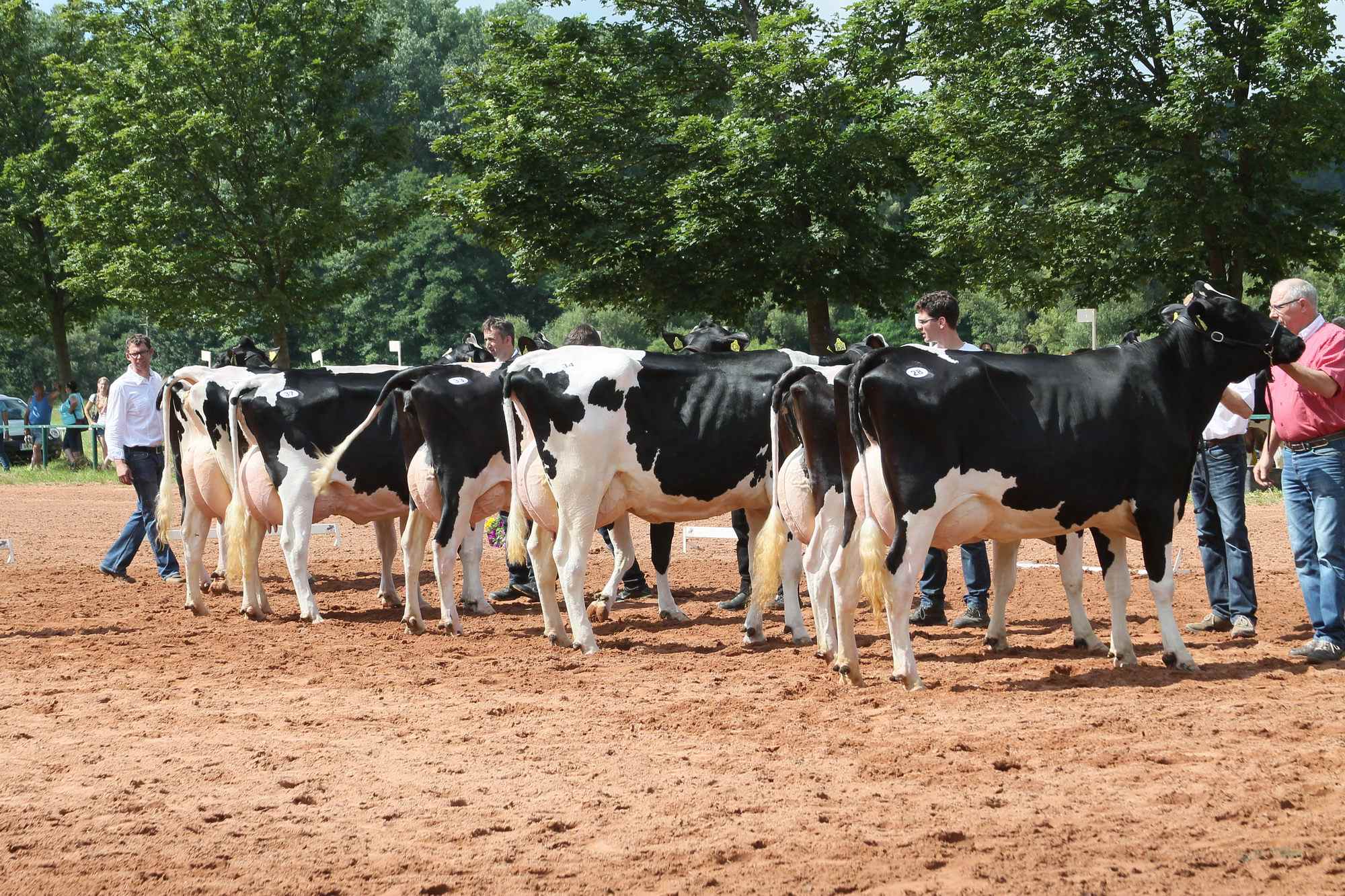 2016 07 17 webenheim kuehe 136