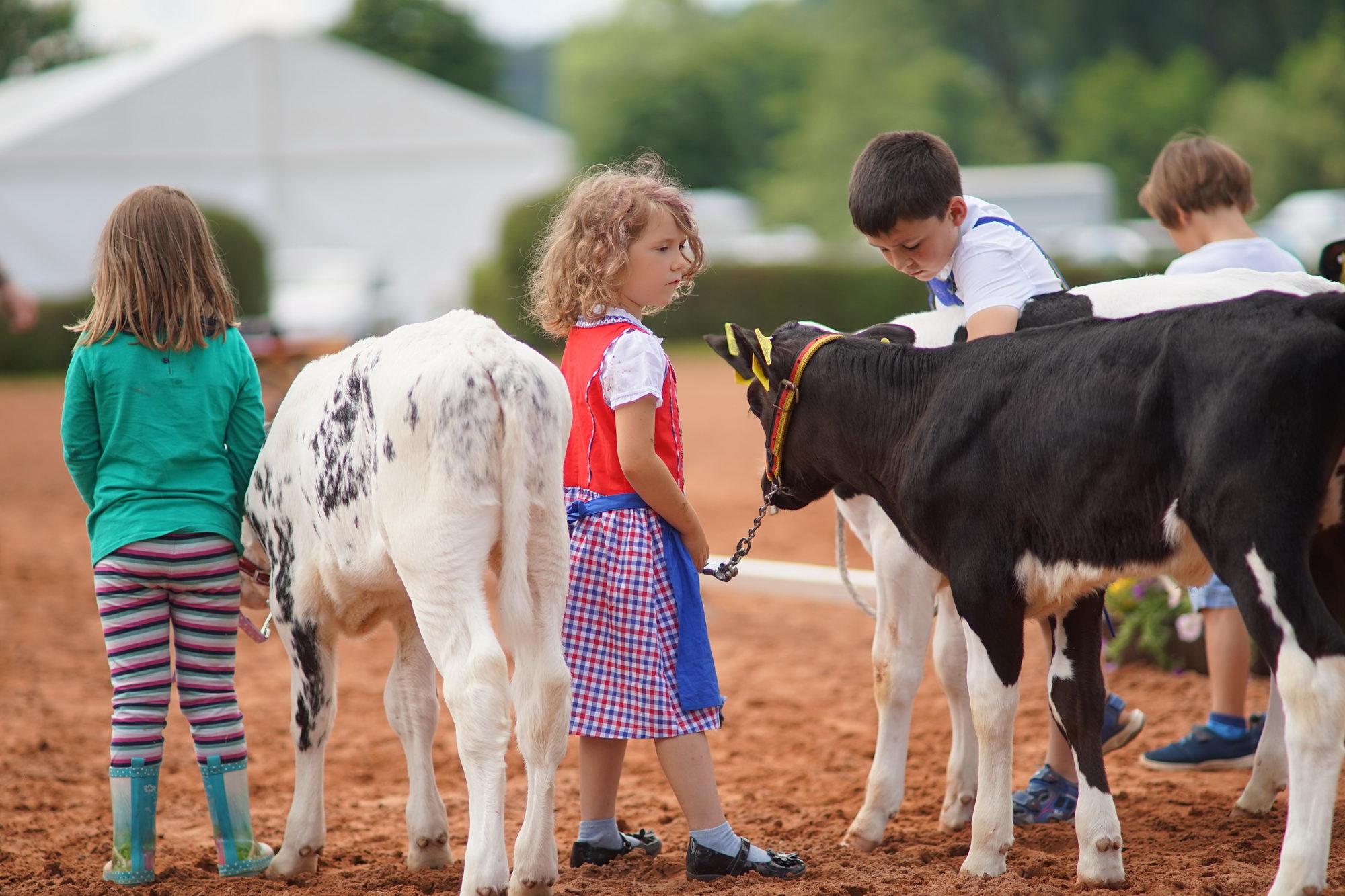 2016 07 17 webenheim kuehe 137