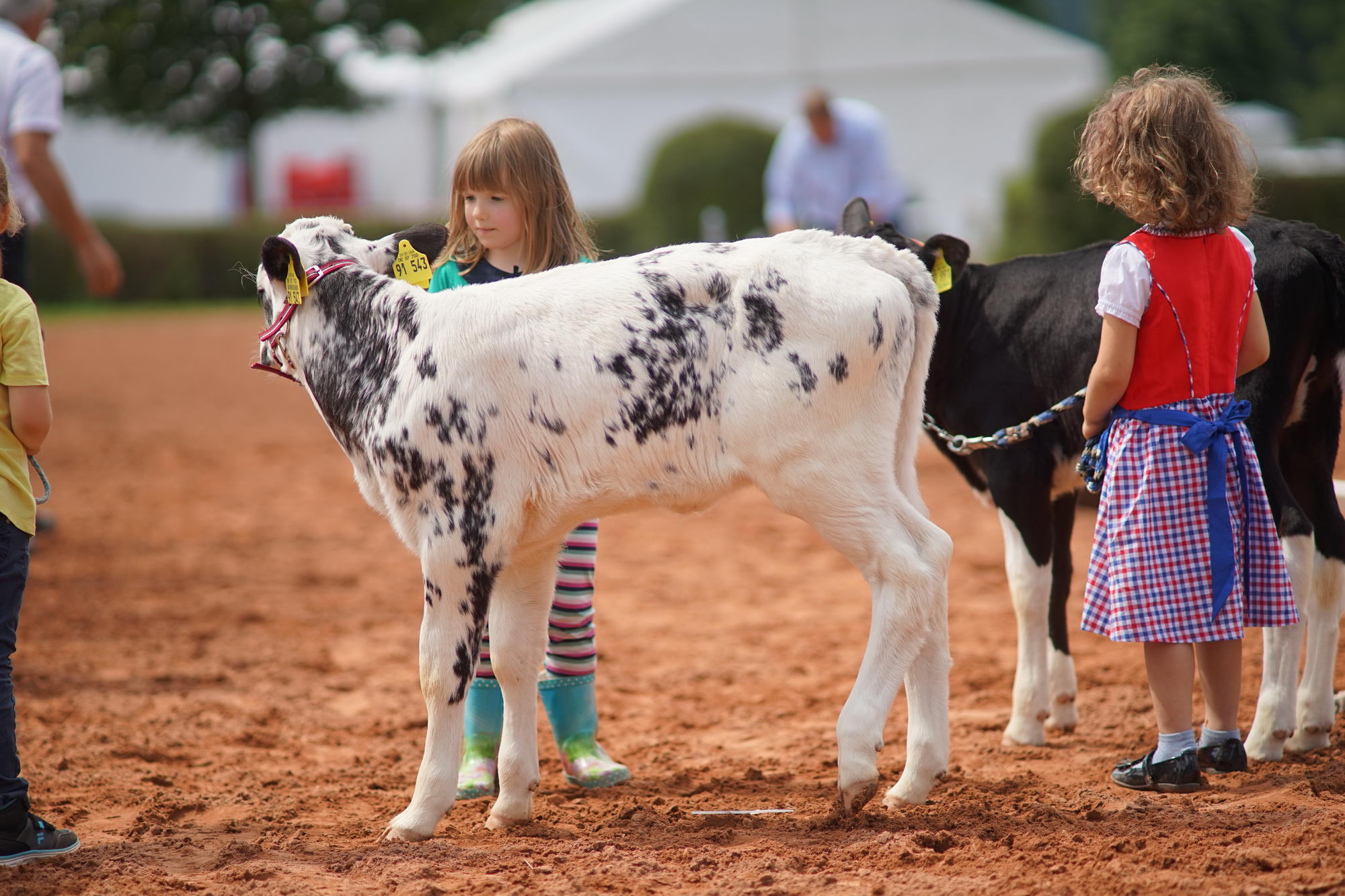 2016 07 17 webenheim kuehe 138