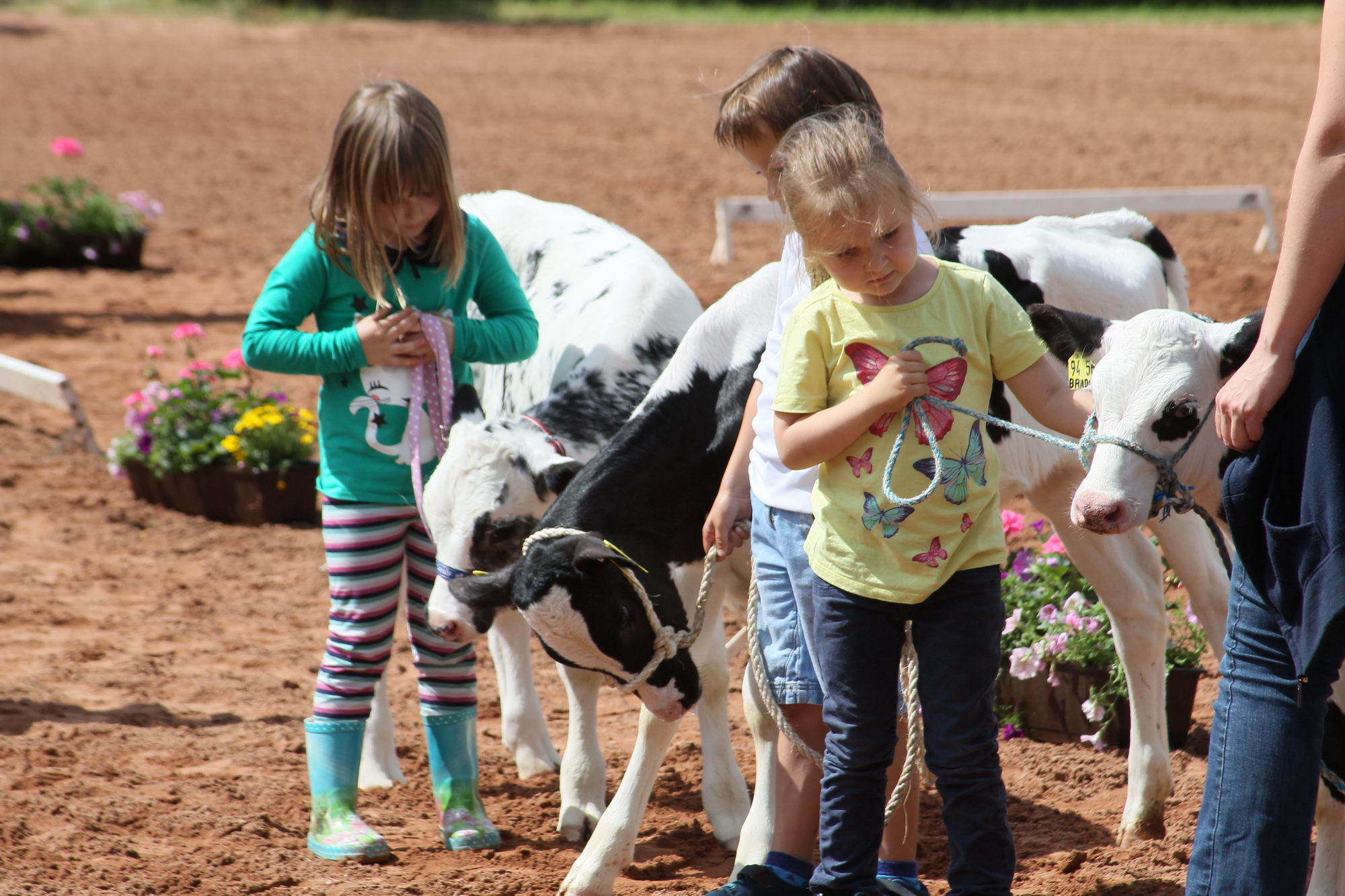 2016 07 17 webenheim kuehe 139