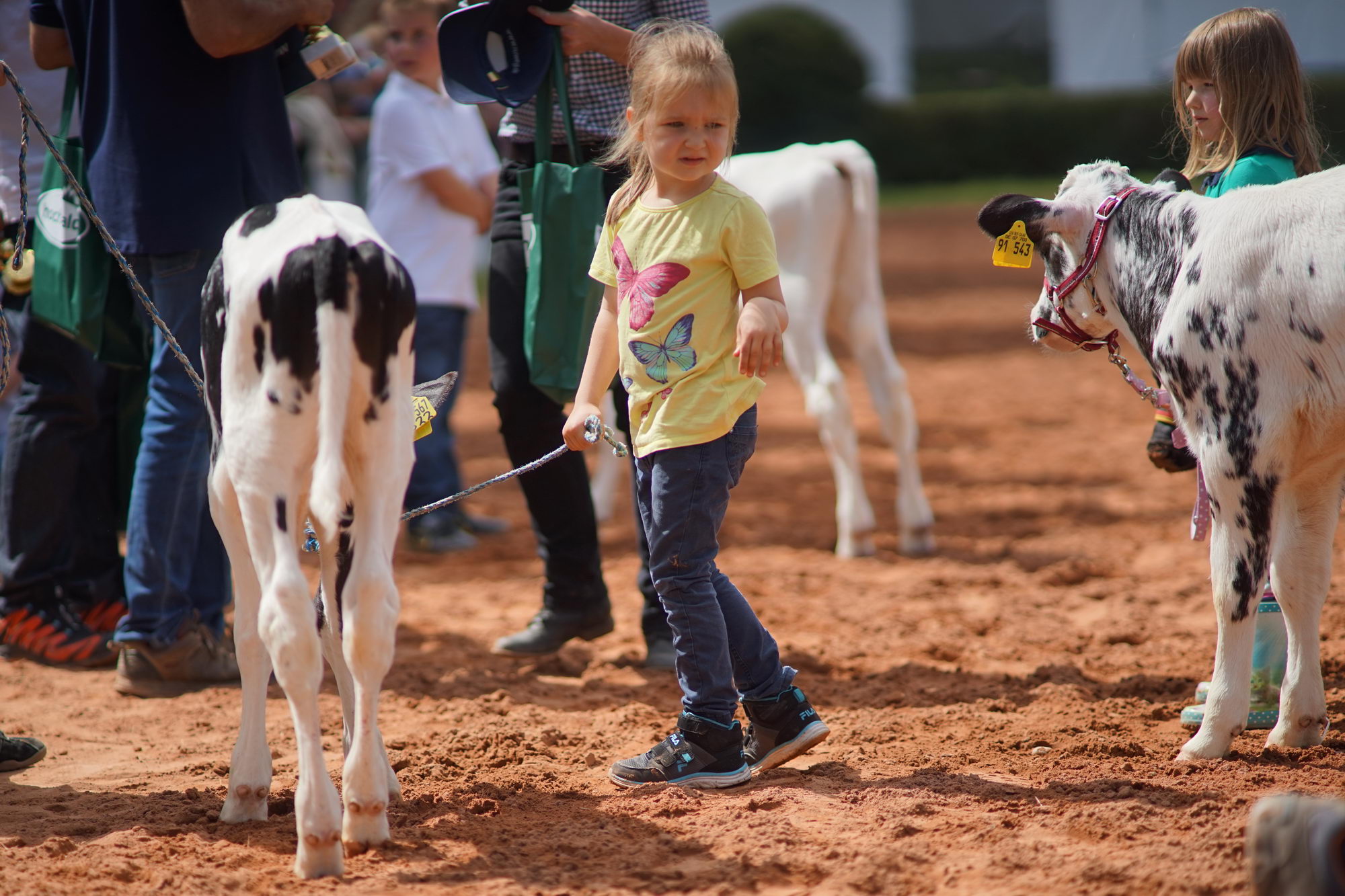 2016 07 17 webenheim kuehe 140