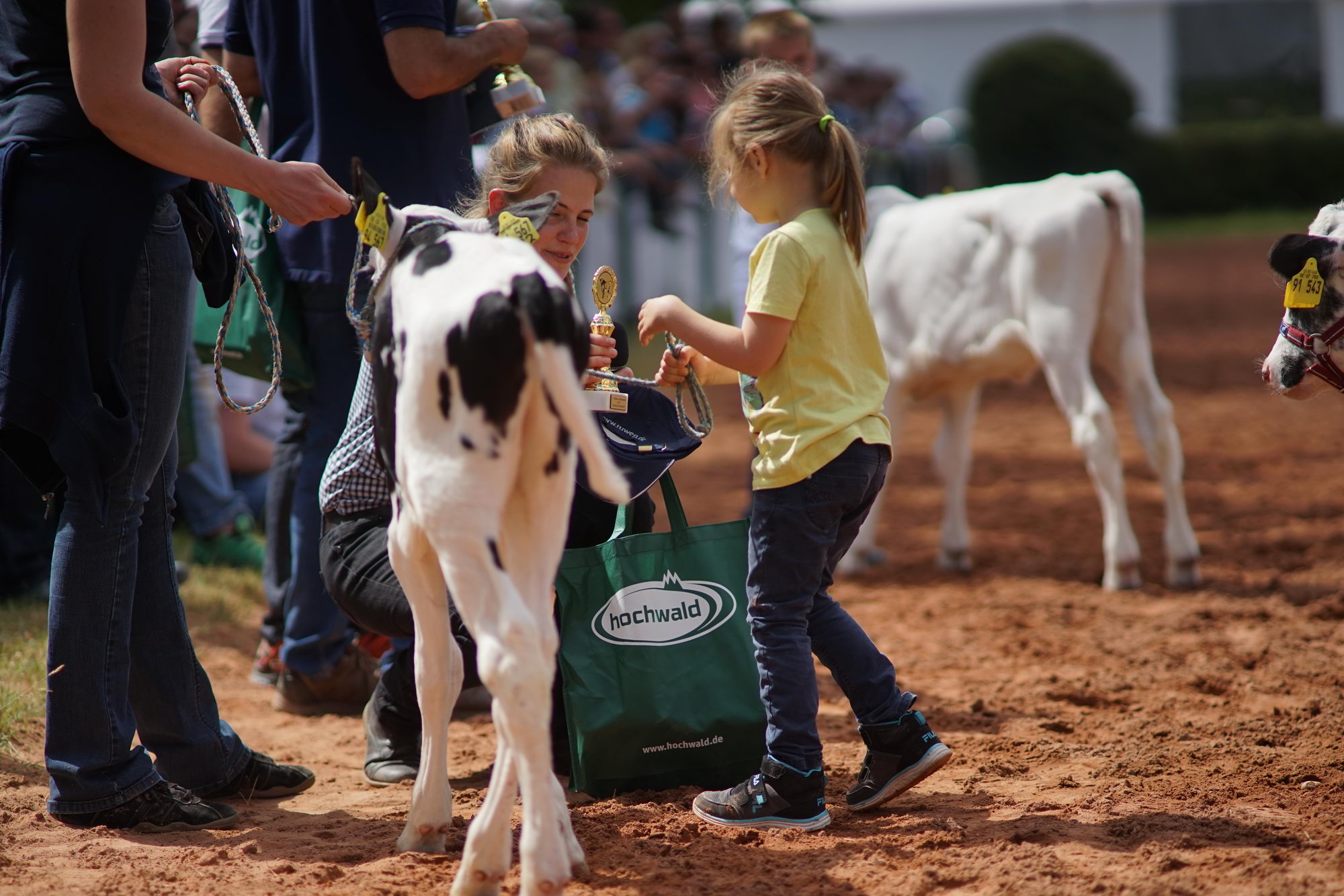 2016 07 17 webenheim kuehe 141