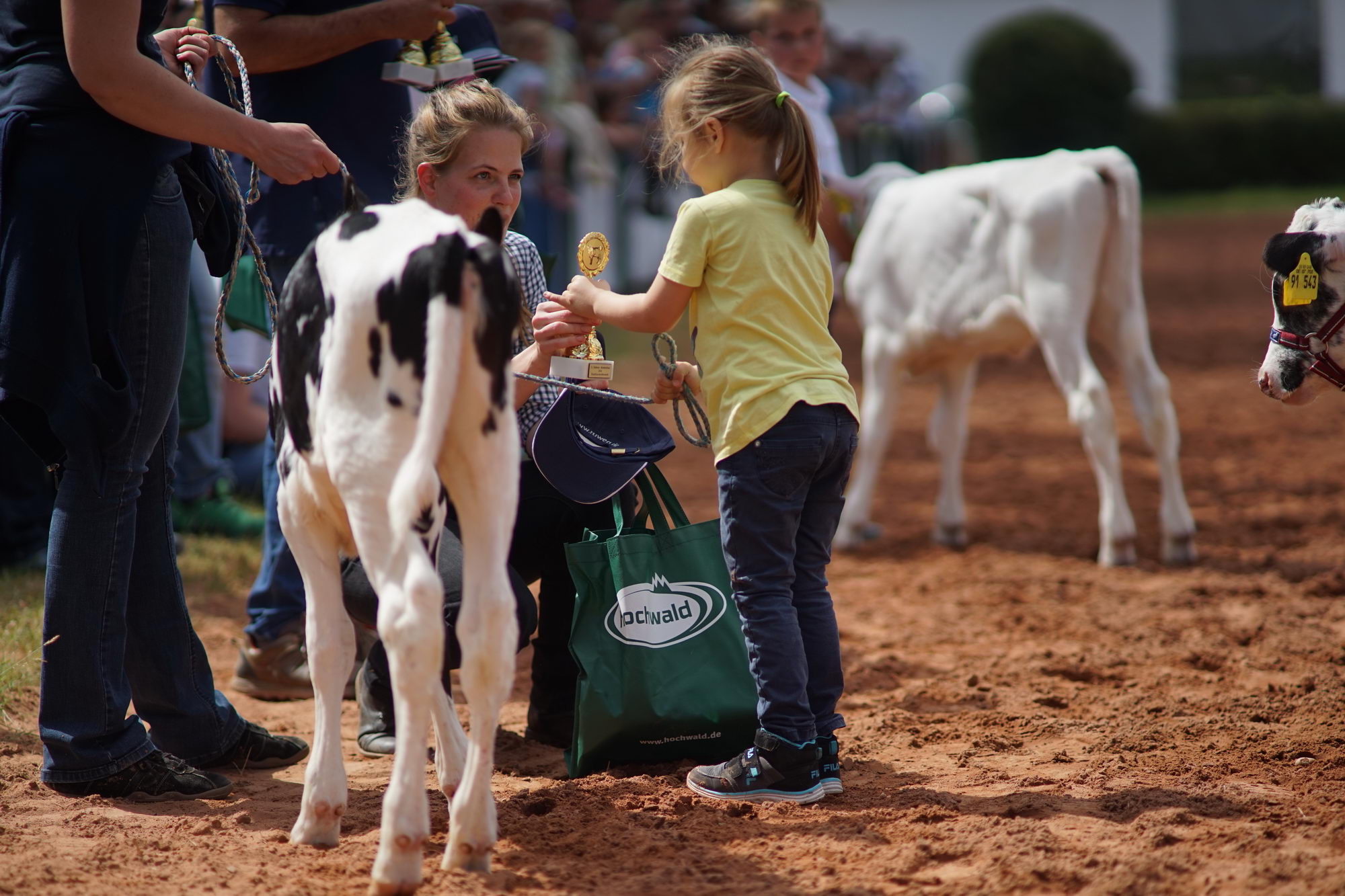 2016 07 17 webenheim kuehe 142