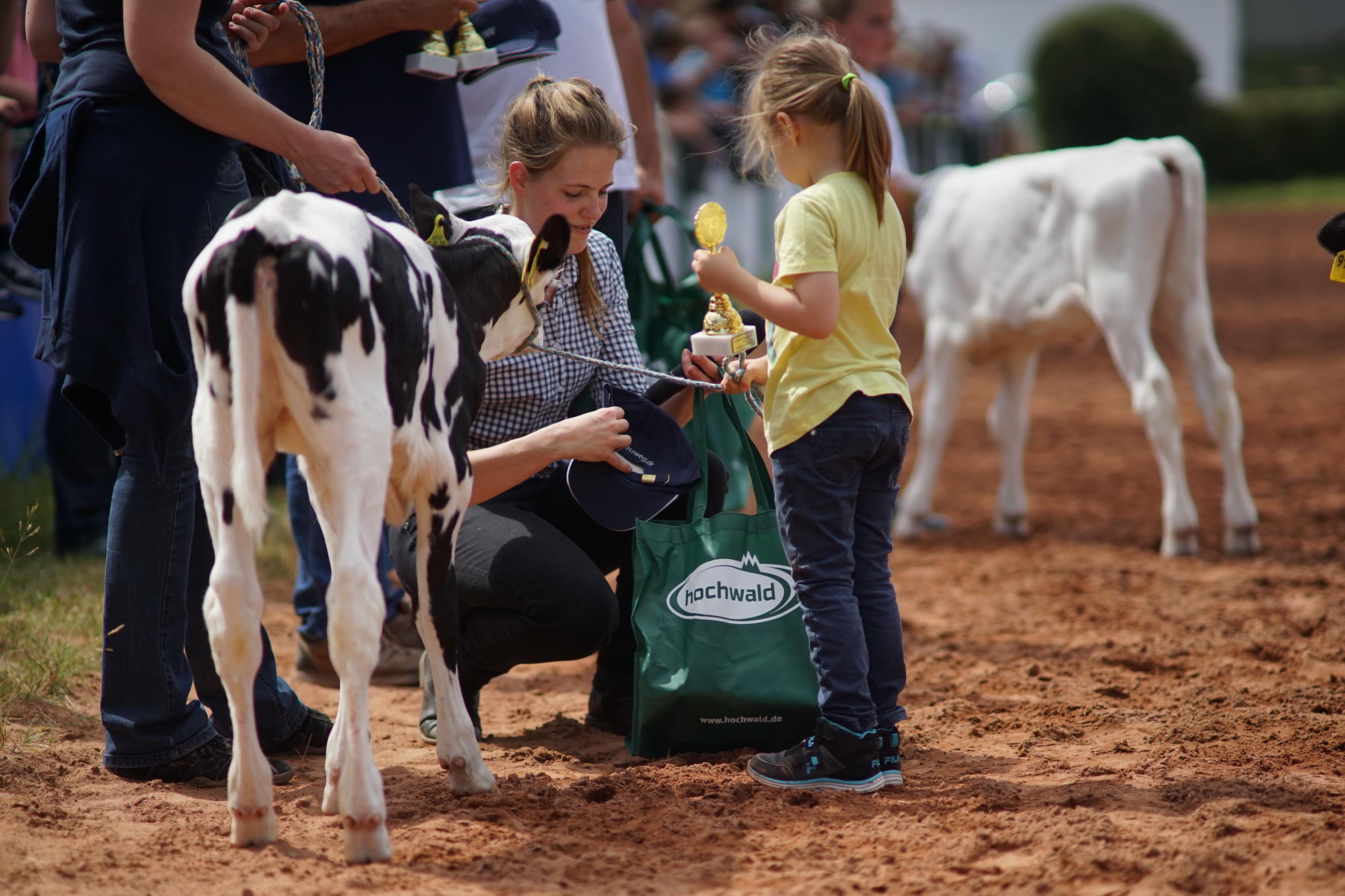 2016 07 17 webenheim kuehe 143