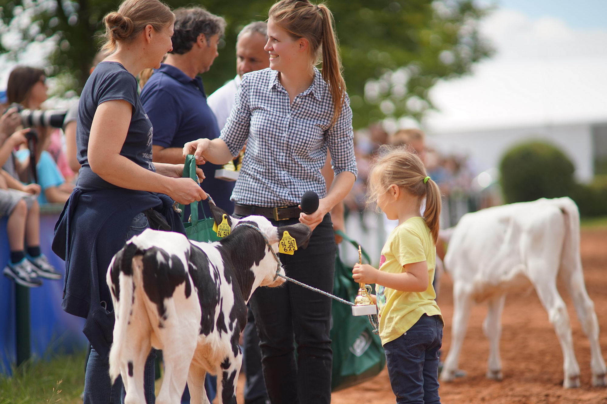 2016 07 17 webenheim kuehe 144