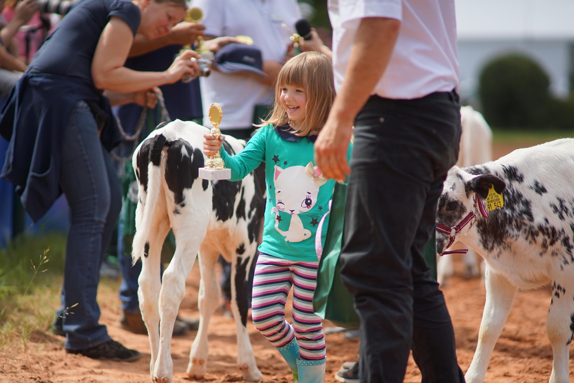 2016 07 17 webenheim kuehe 145