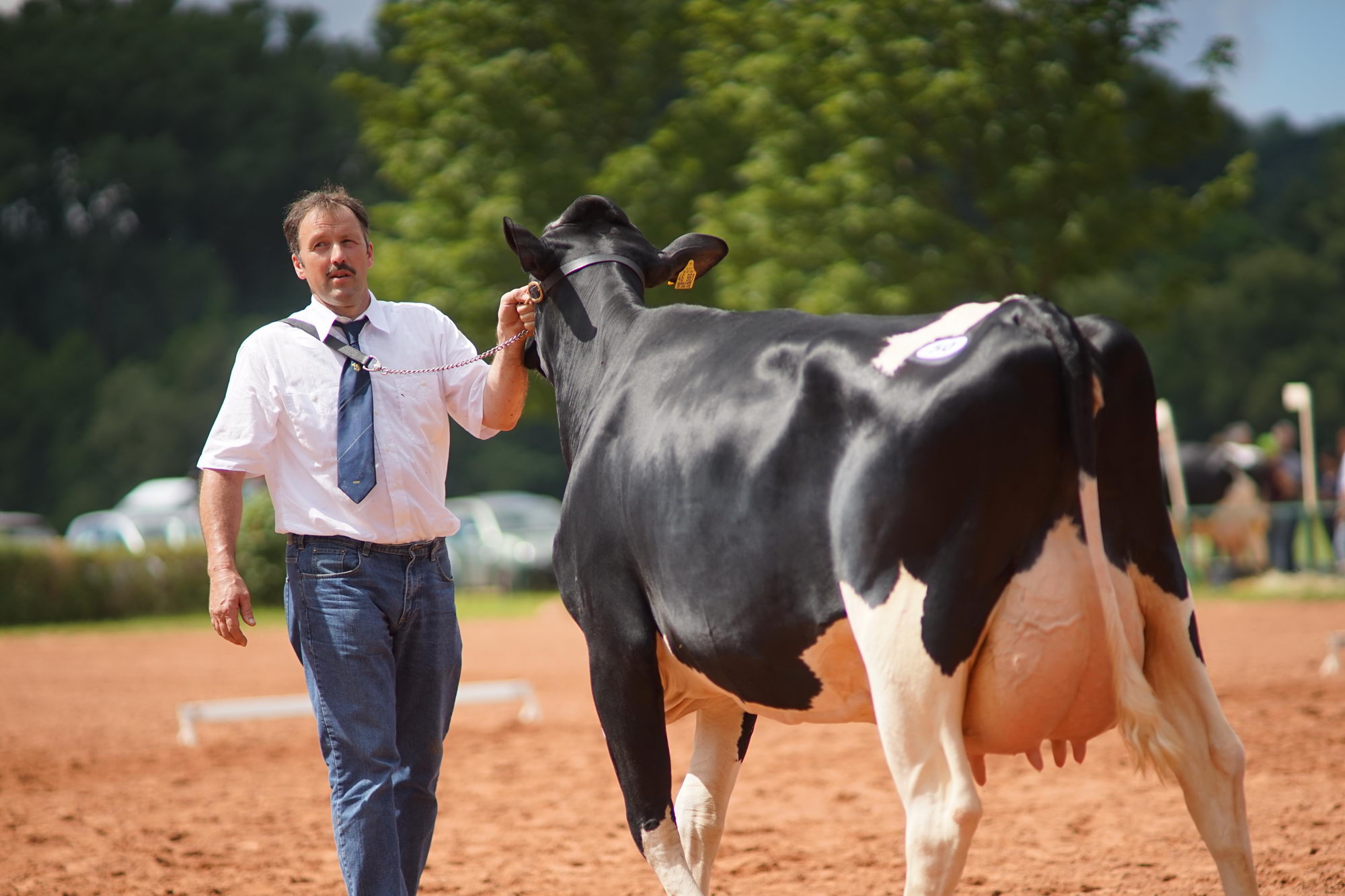 2016 07 17 webenheim kuehe 148