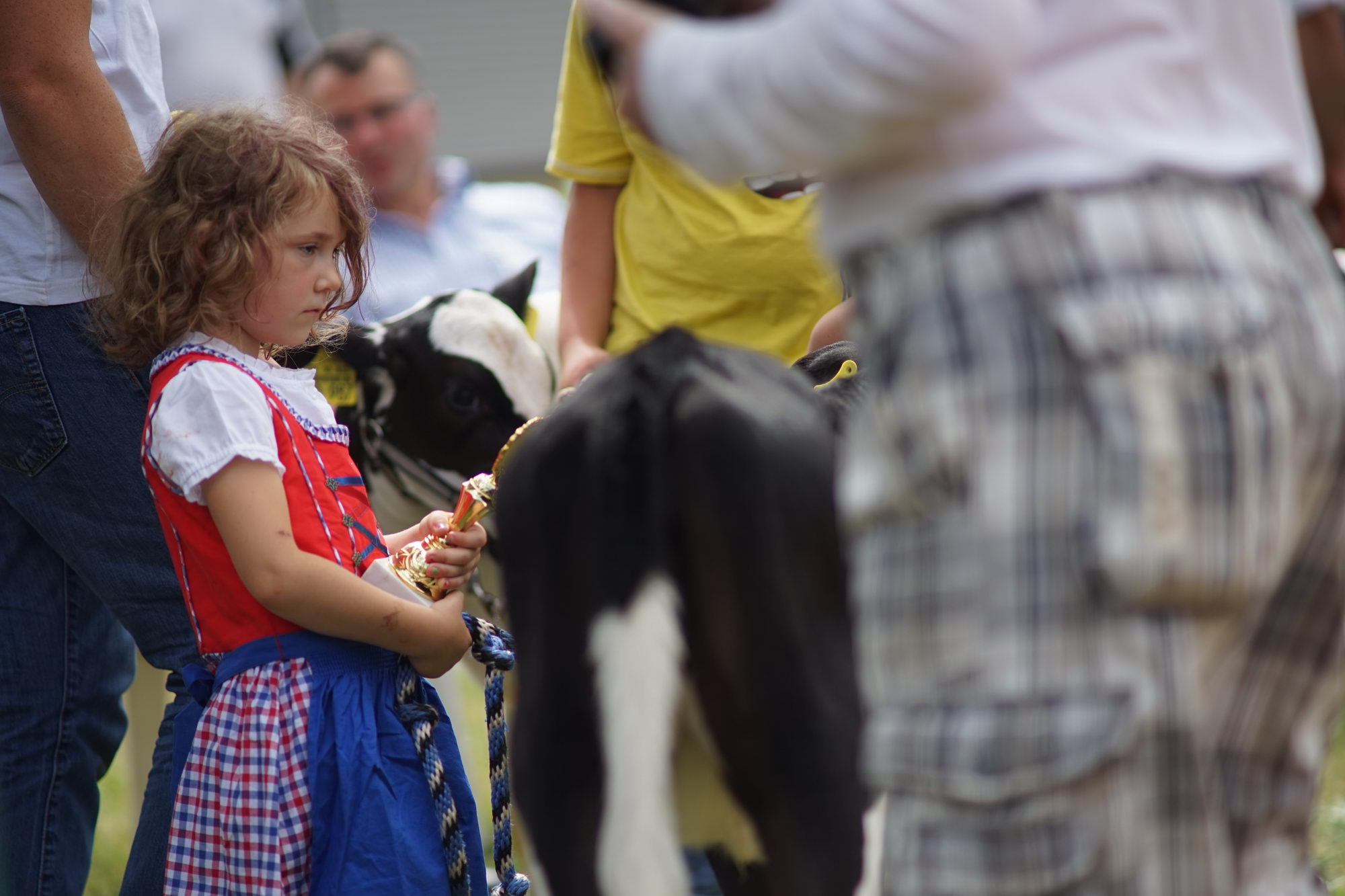 2016 07 17 webenheim kuehe 149