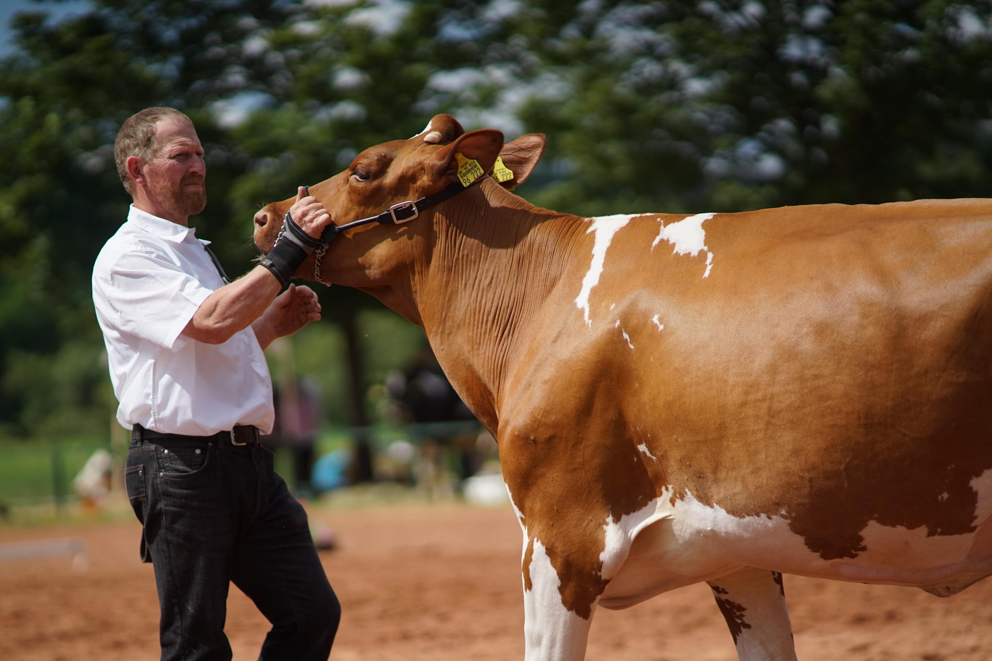 2016 07 17 webenheim kuehe 150