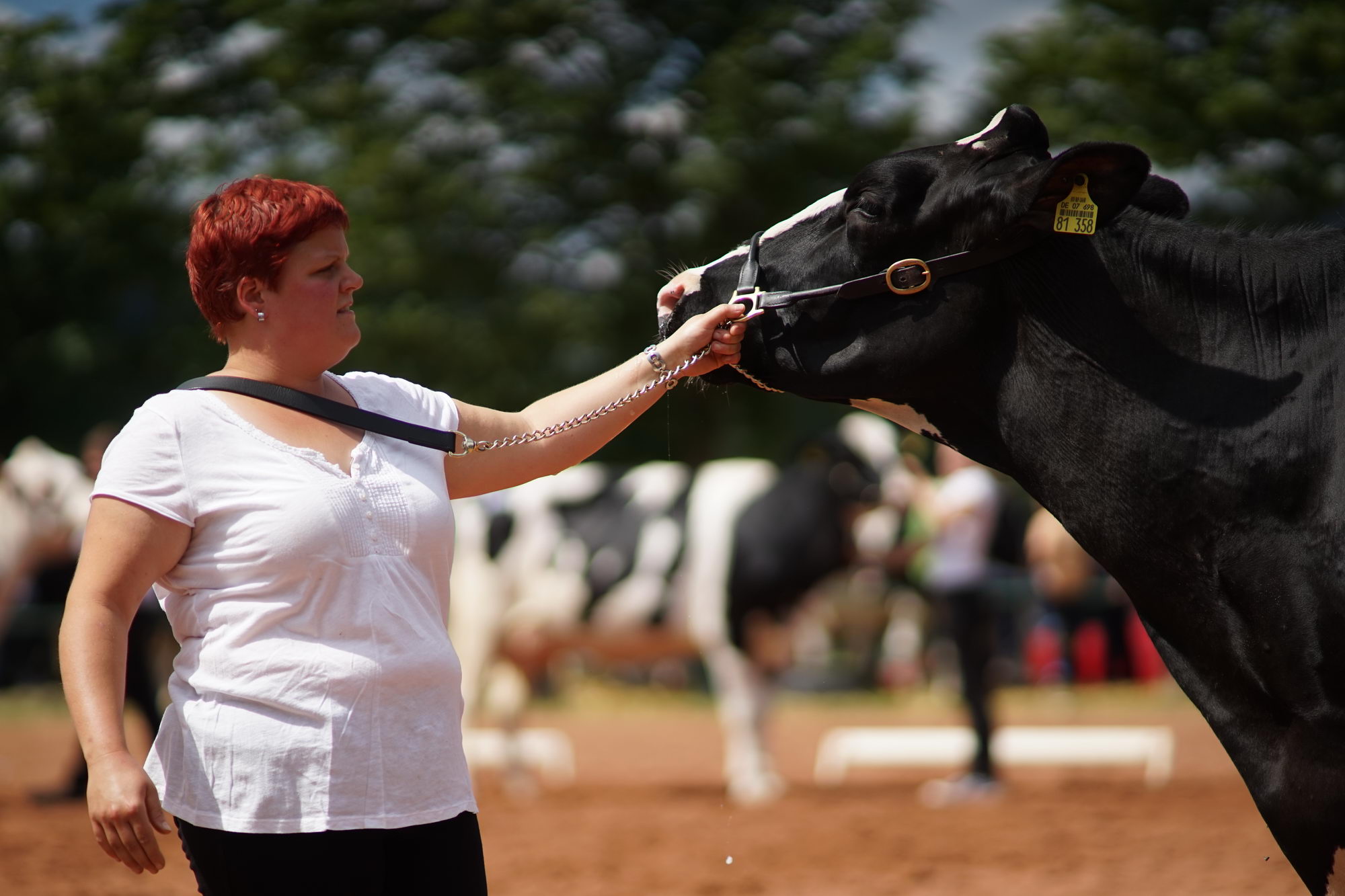 2016 07 17 webenheim kuehe 152