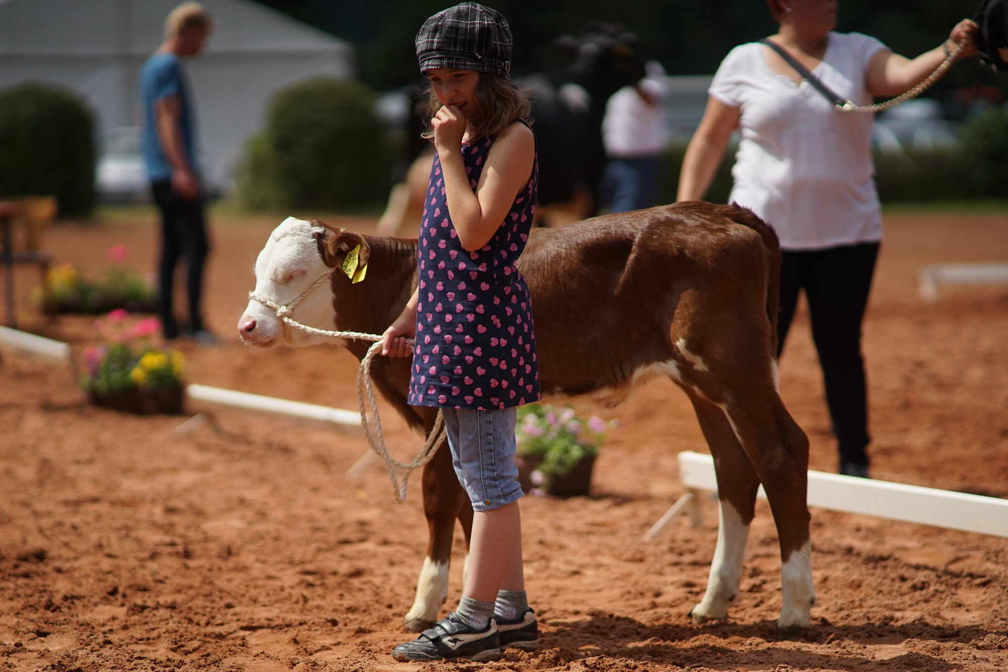 2016 07 17 webenheim kuehe 153