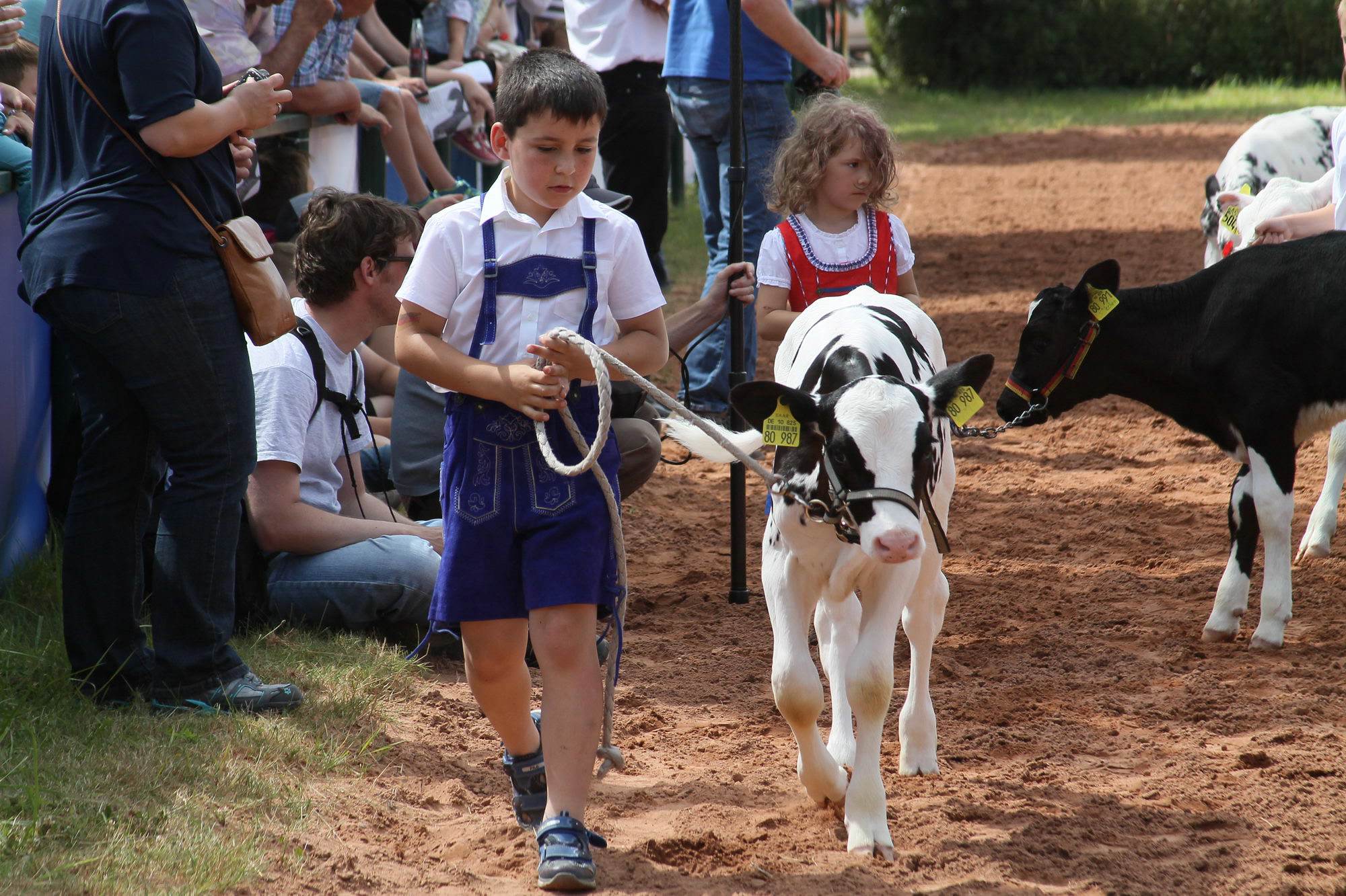 2016 07 17 webenheim kuehe 154
