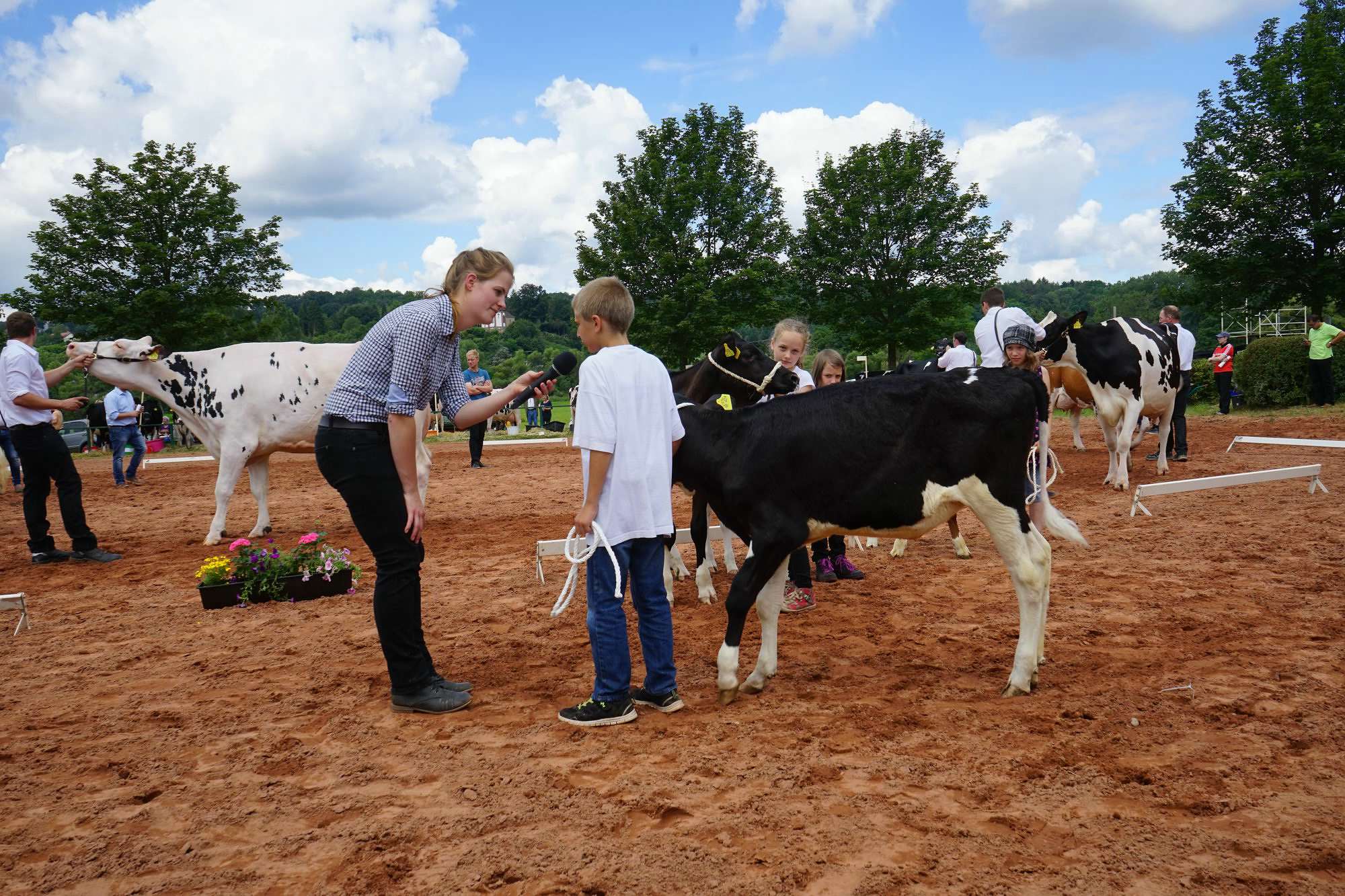 2016 07 17 webenheim kuehe 156