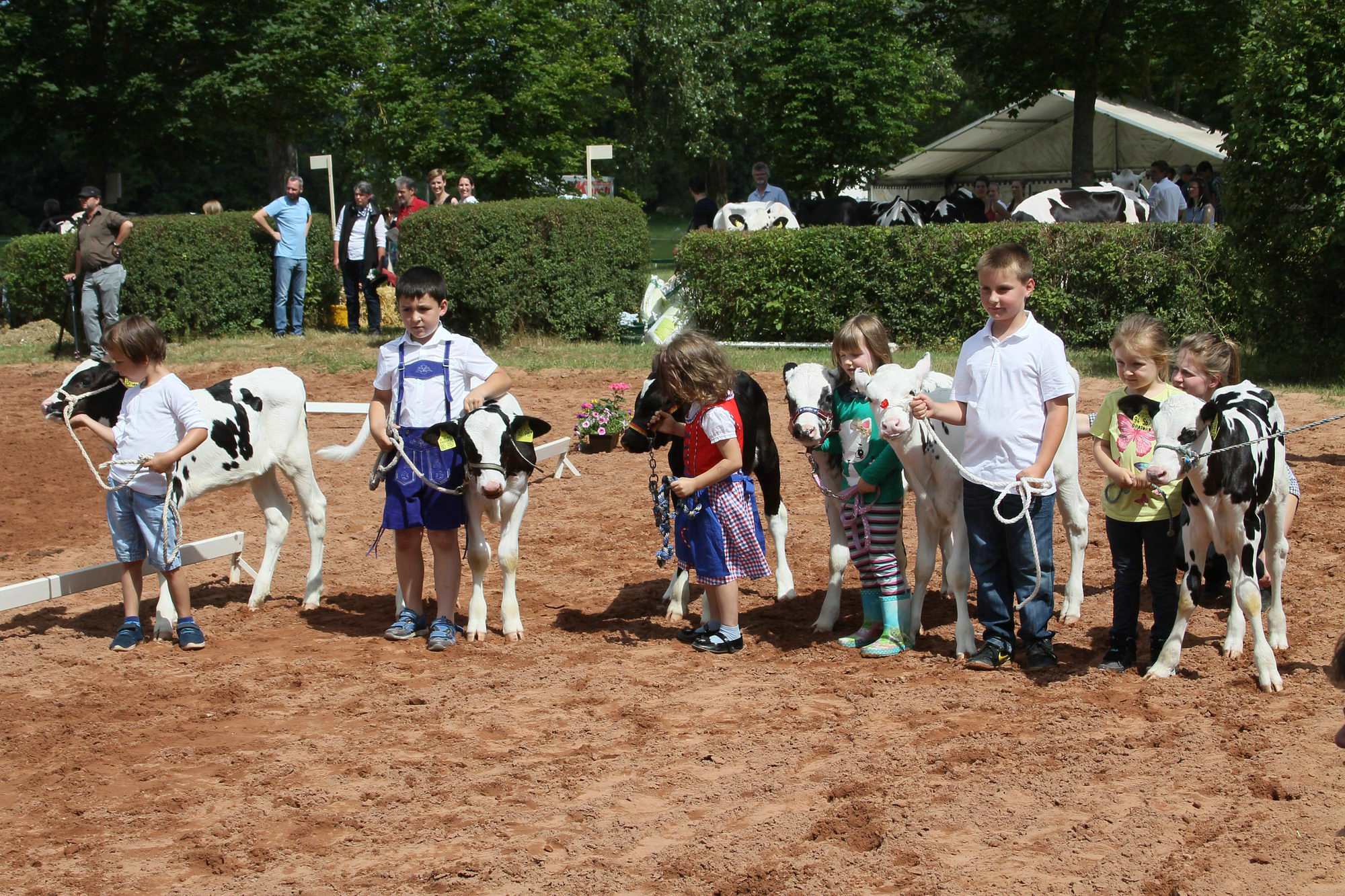 2016 07 17 webenheim kuehe 157