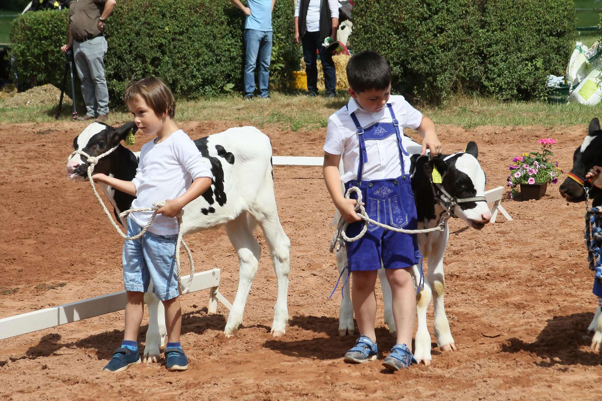 2016 07 17 webenheim kuehe 158