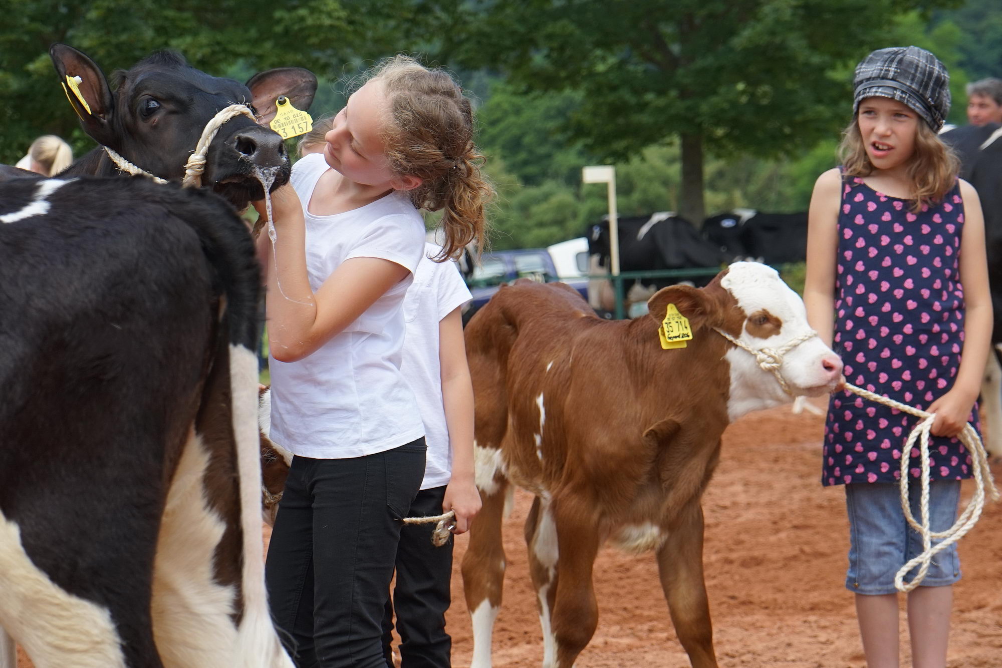 2016 07 17 webenheim kuehe 159