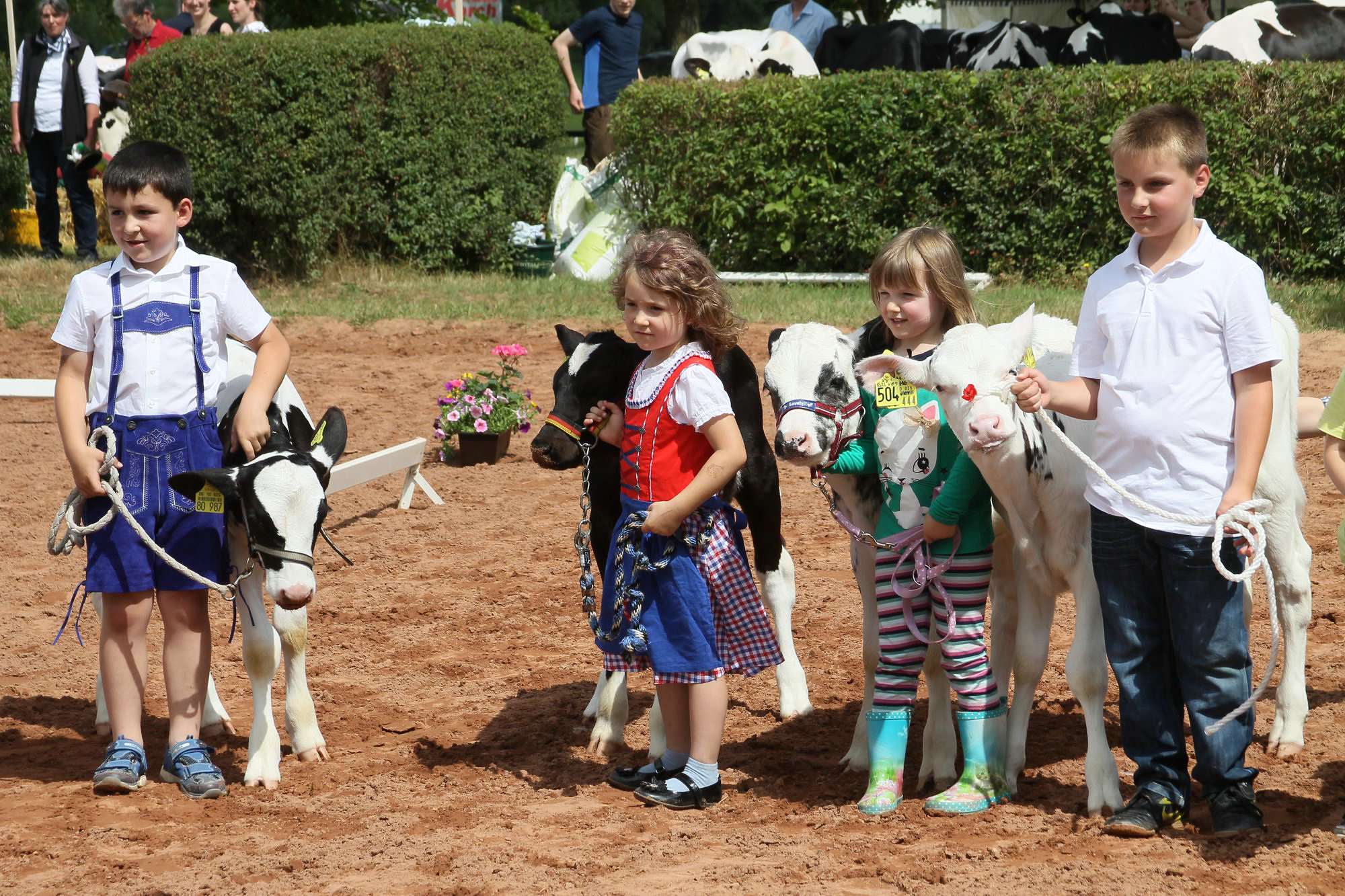 2016 07 17 webenheim kuehe 160