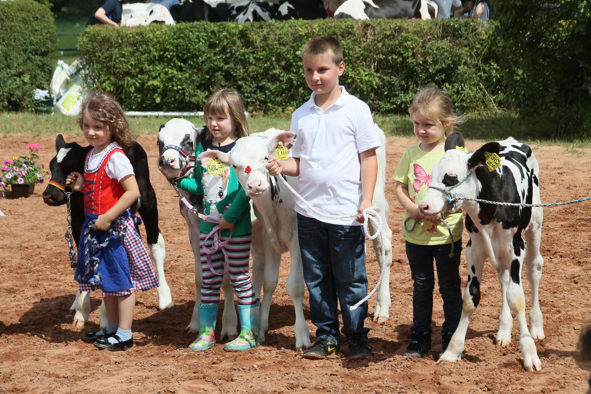 2016 07 17 webenheim kuehe 161