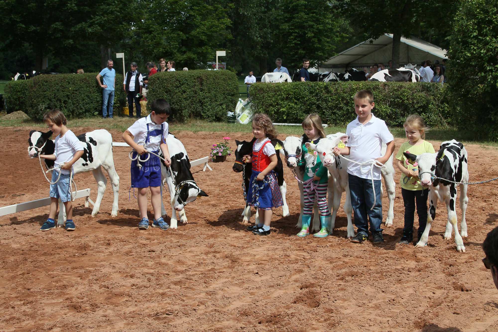 2016 07 17 webenheim kuehe 162