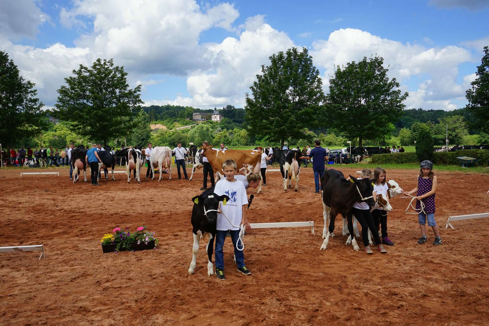 2016 07 17 webenheim kuehe 164