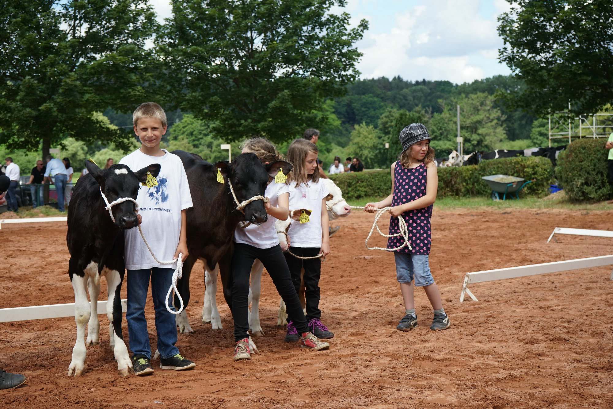 2016 07 17 webenheim kuehe 165