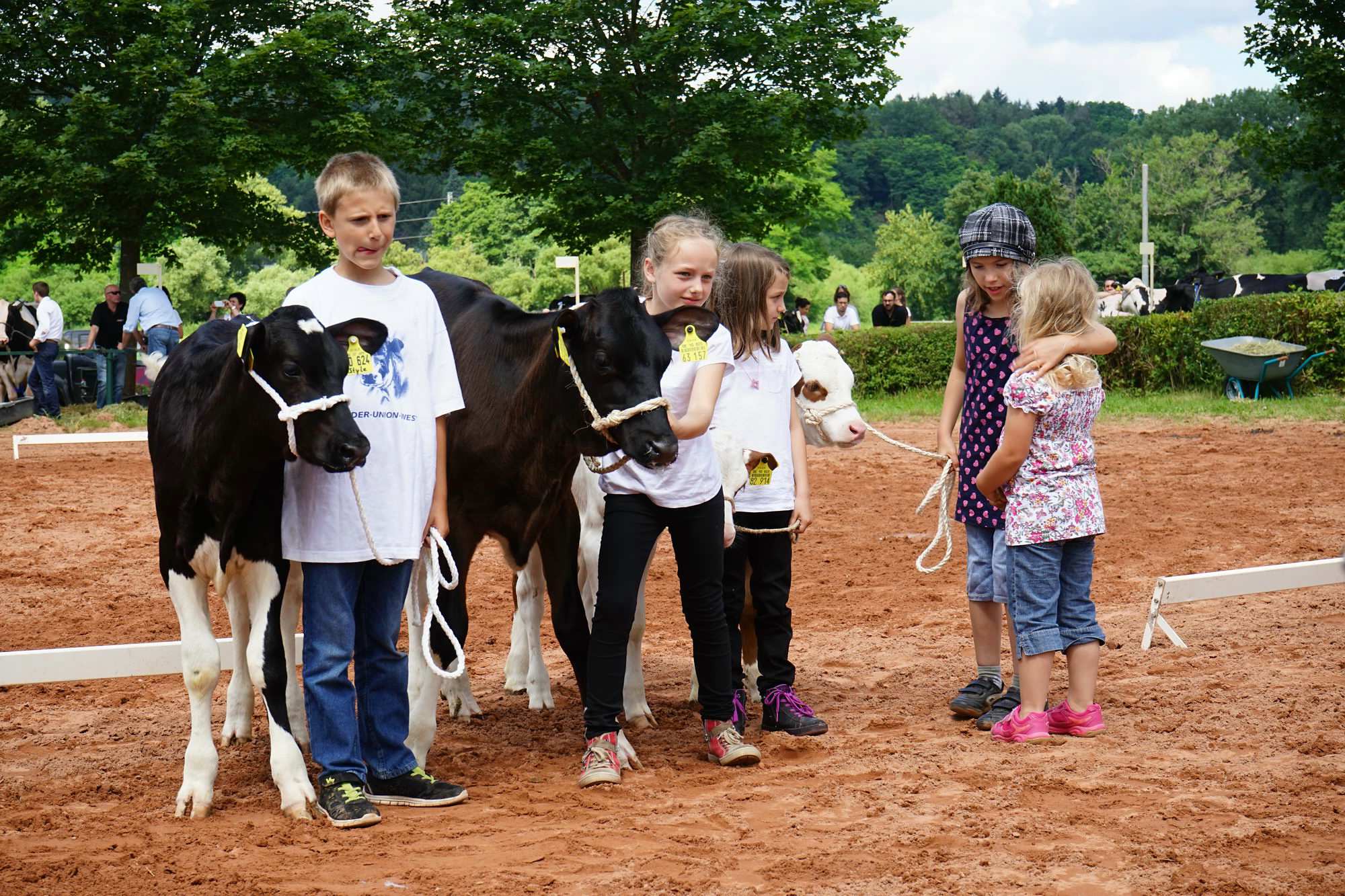 2016 07 17 webenheim kuehe 166