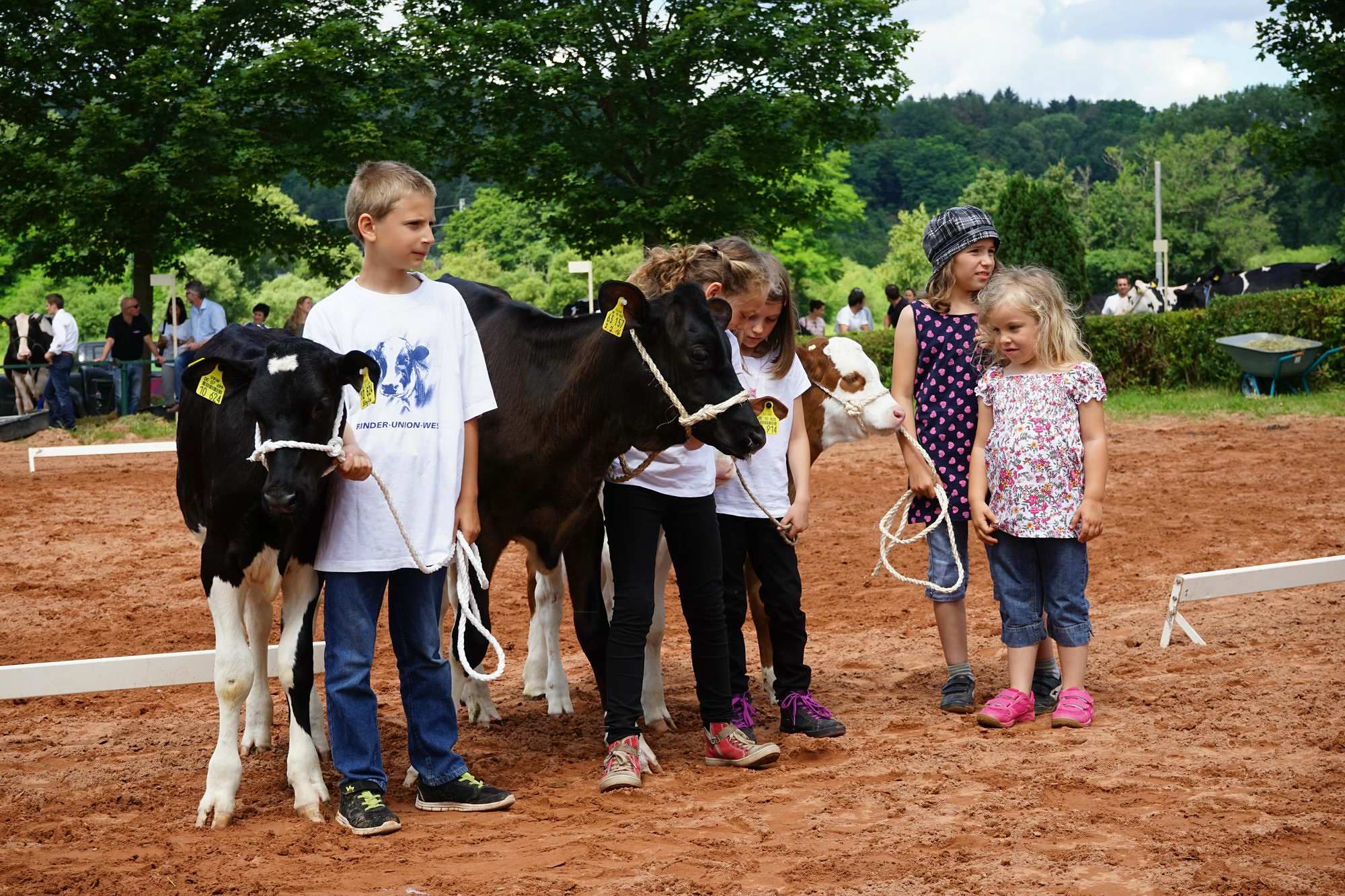 2016 07 17 webenheim kuehe 167