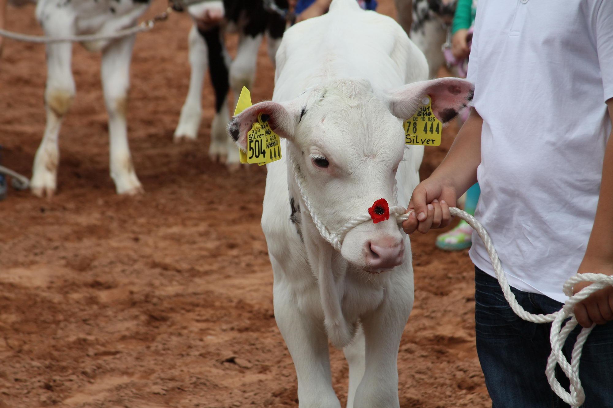 2016 07 17 webenheim kuehe 168
