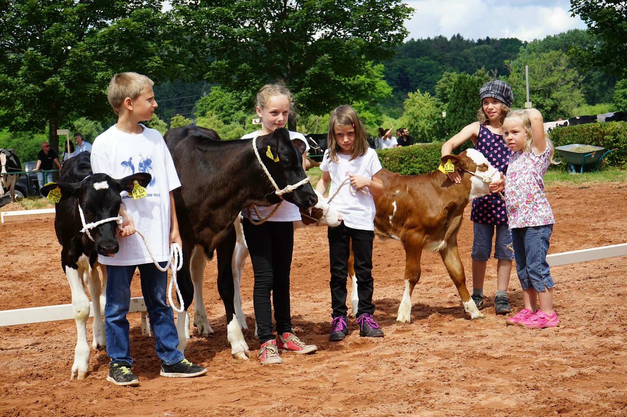 2016 07 17 webenheim kuehe 169