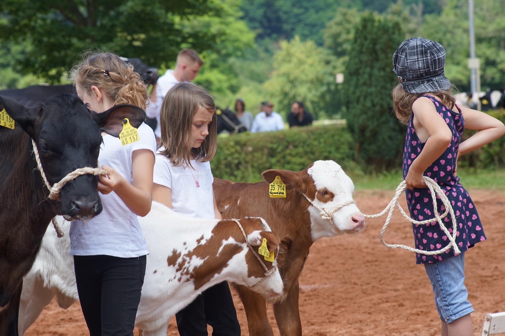 2016 07 17 webenheim kuehe 170