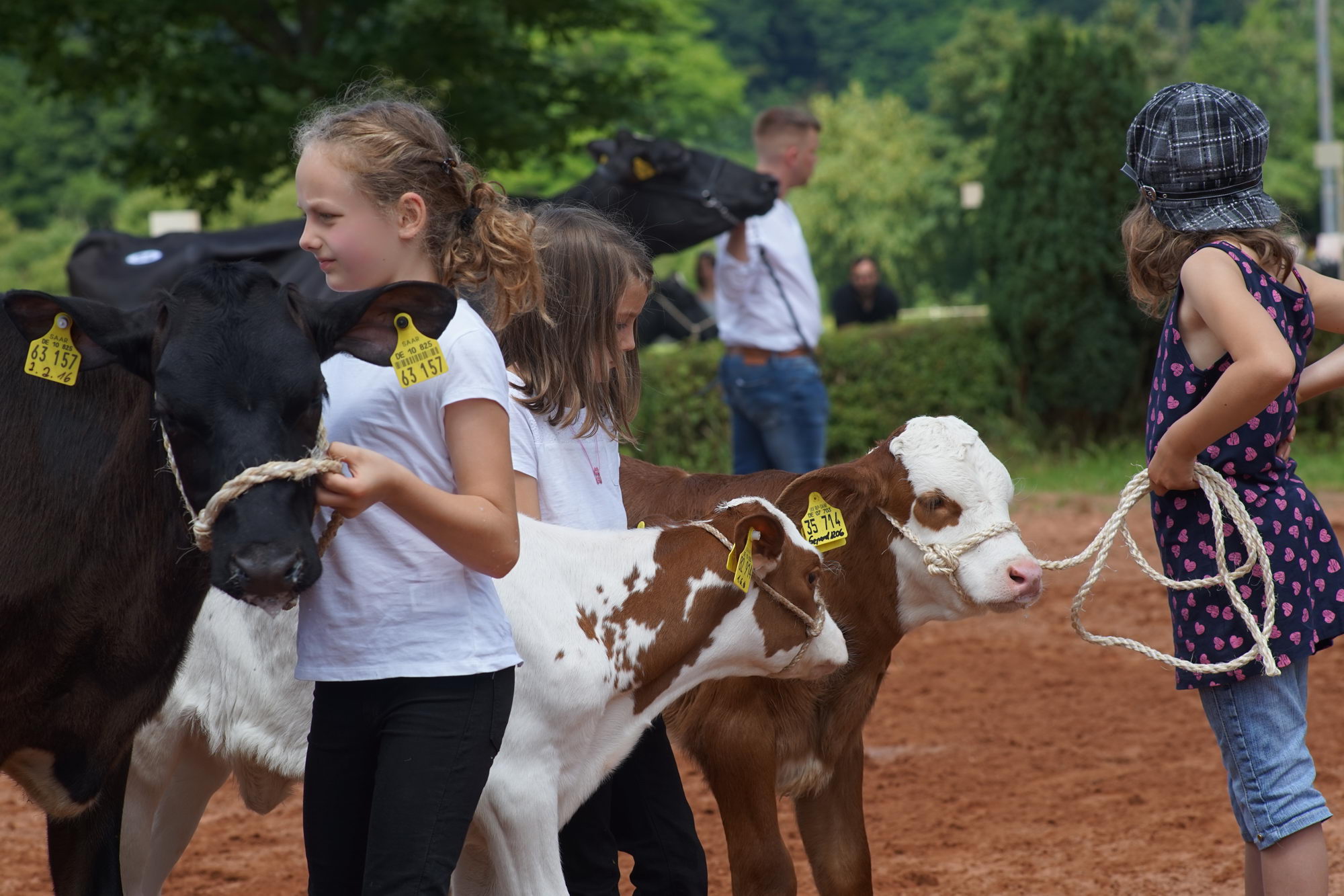 2016 07 17 webenheim kuehe 171