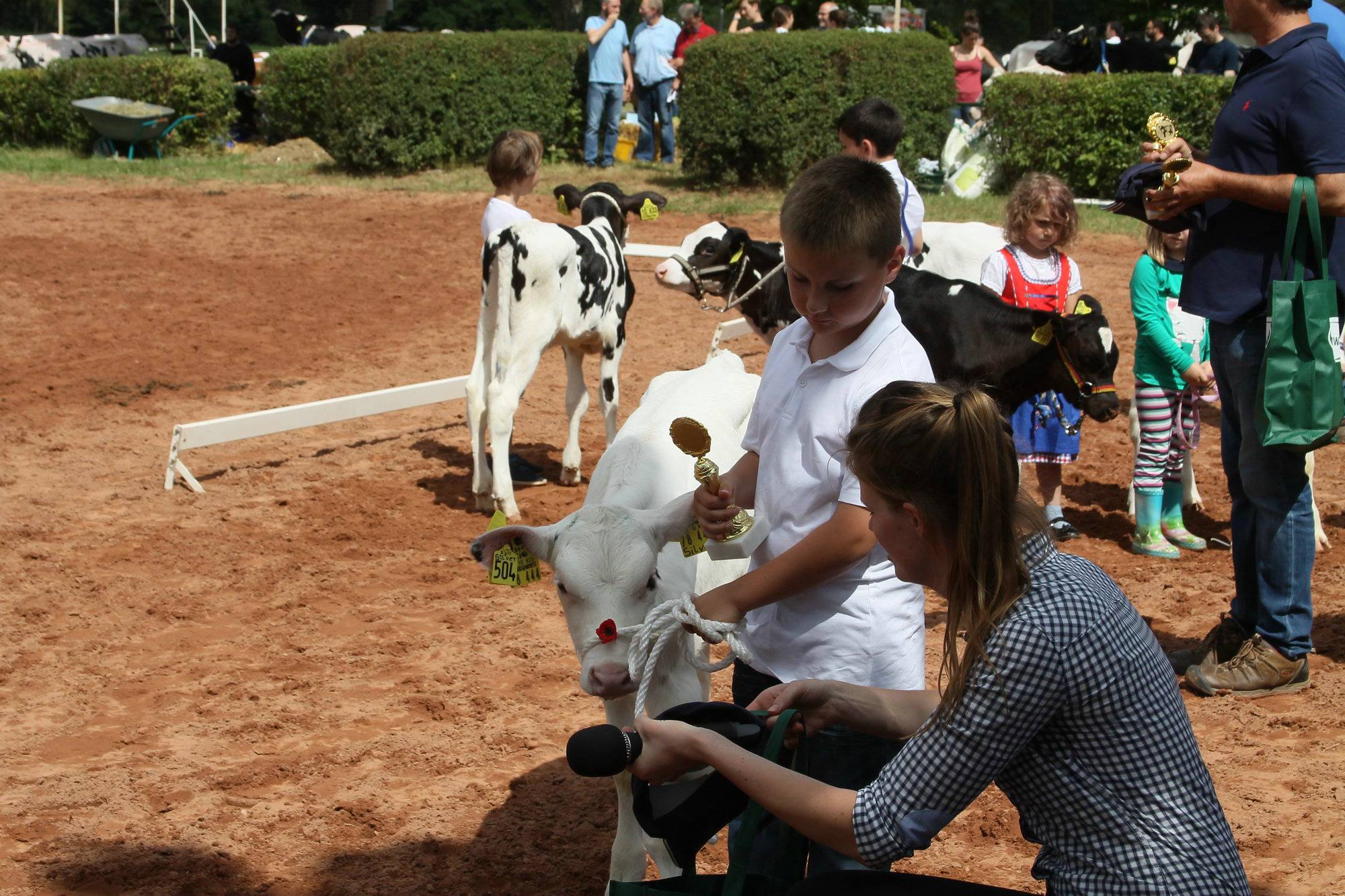 2016 07 17 webenheim kuehe 172