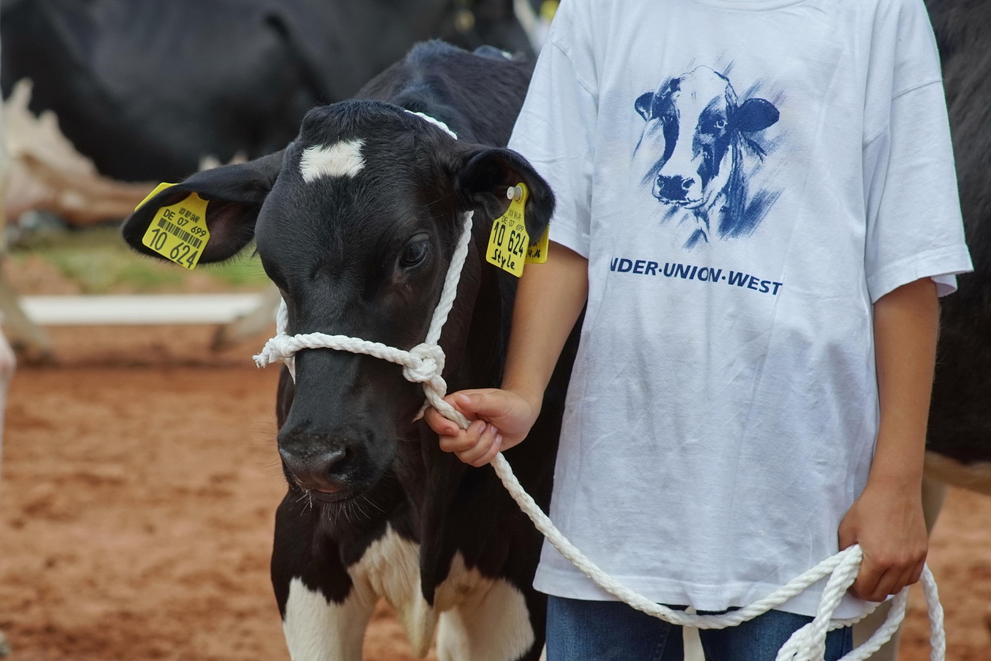 2016 07 17 webenheim kuehe 173