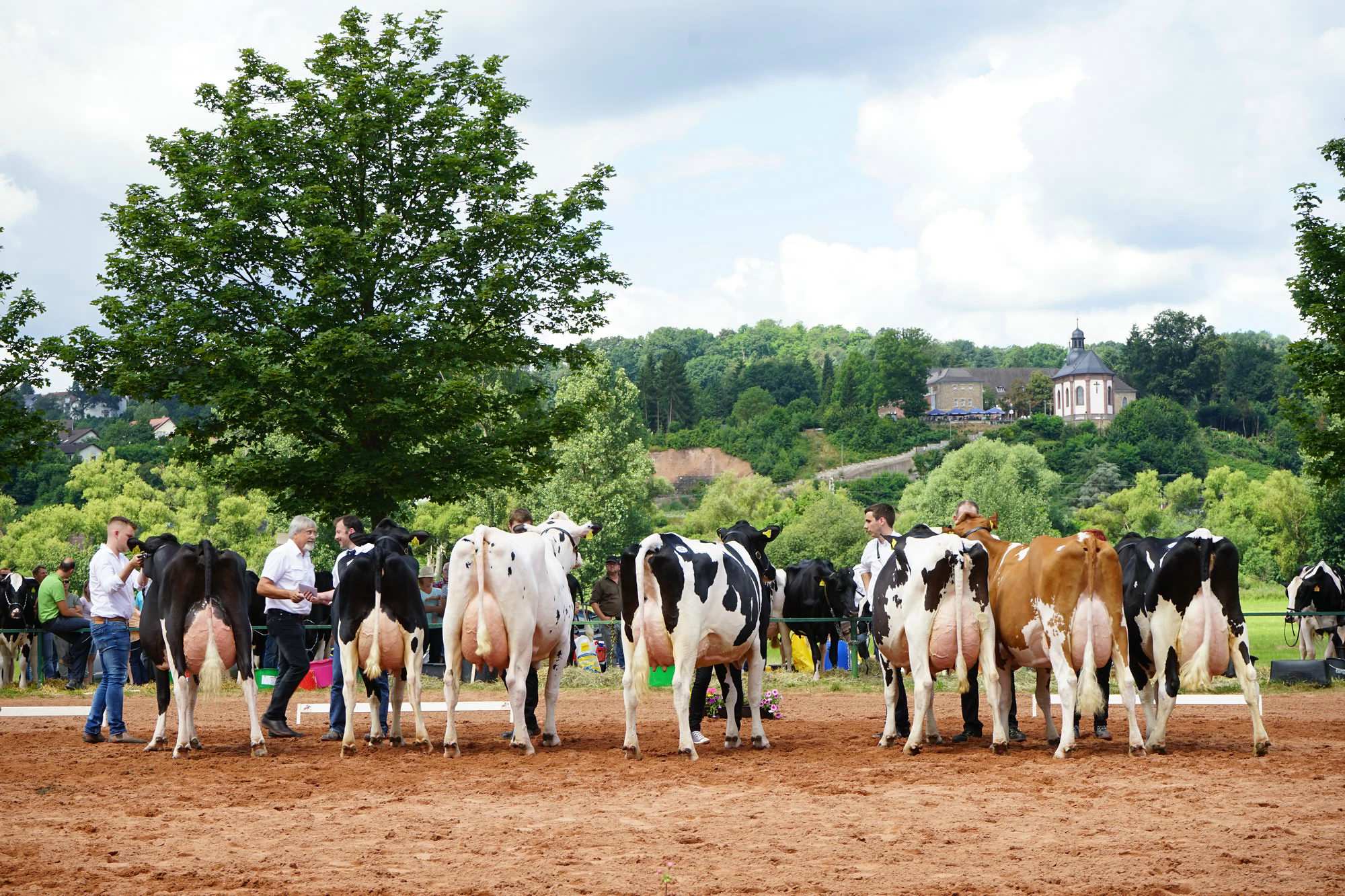 2016 07 17 webenheim kuehe 174