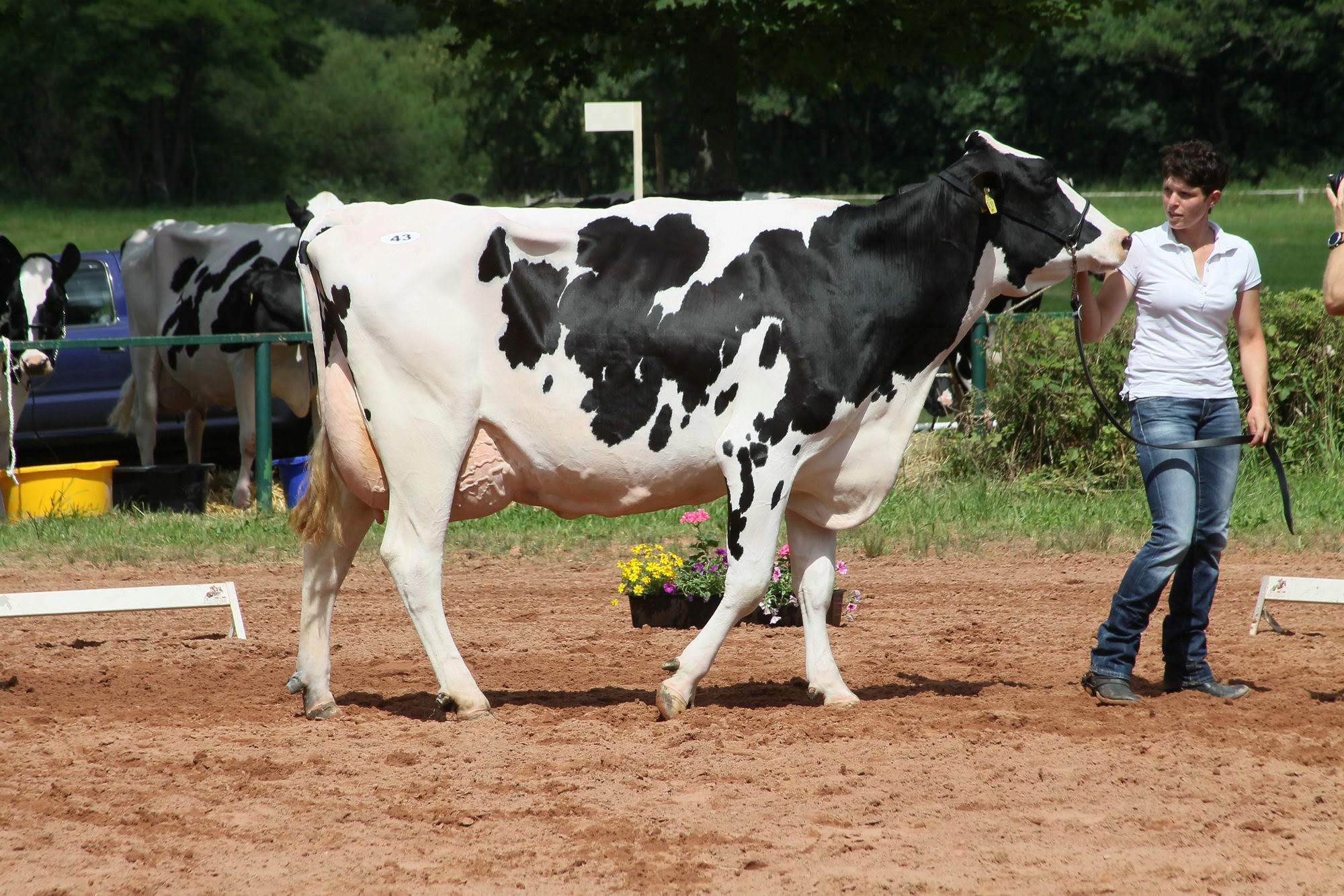 2016 07 17 webenheim kuehe 175