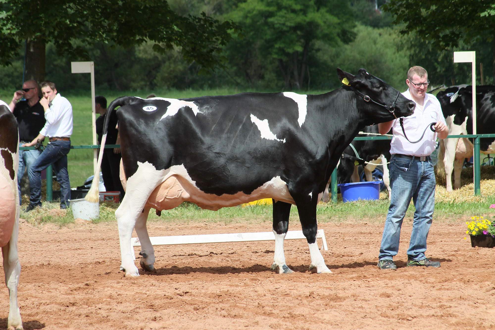 2016 07 17 webenheim kuehe 176
