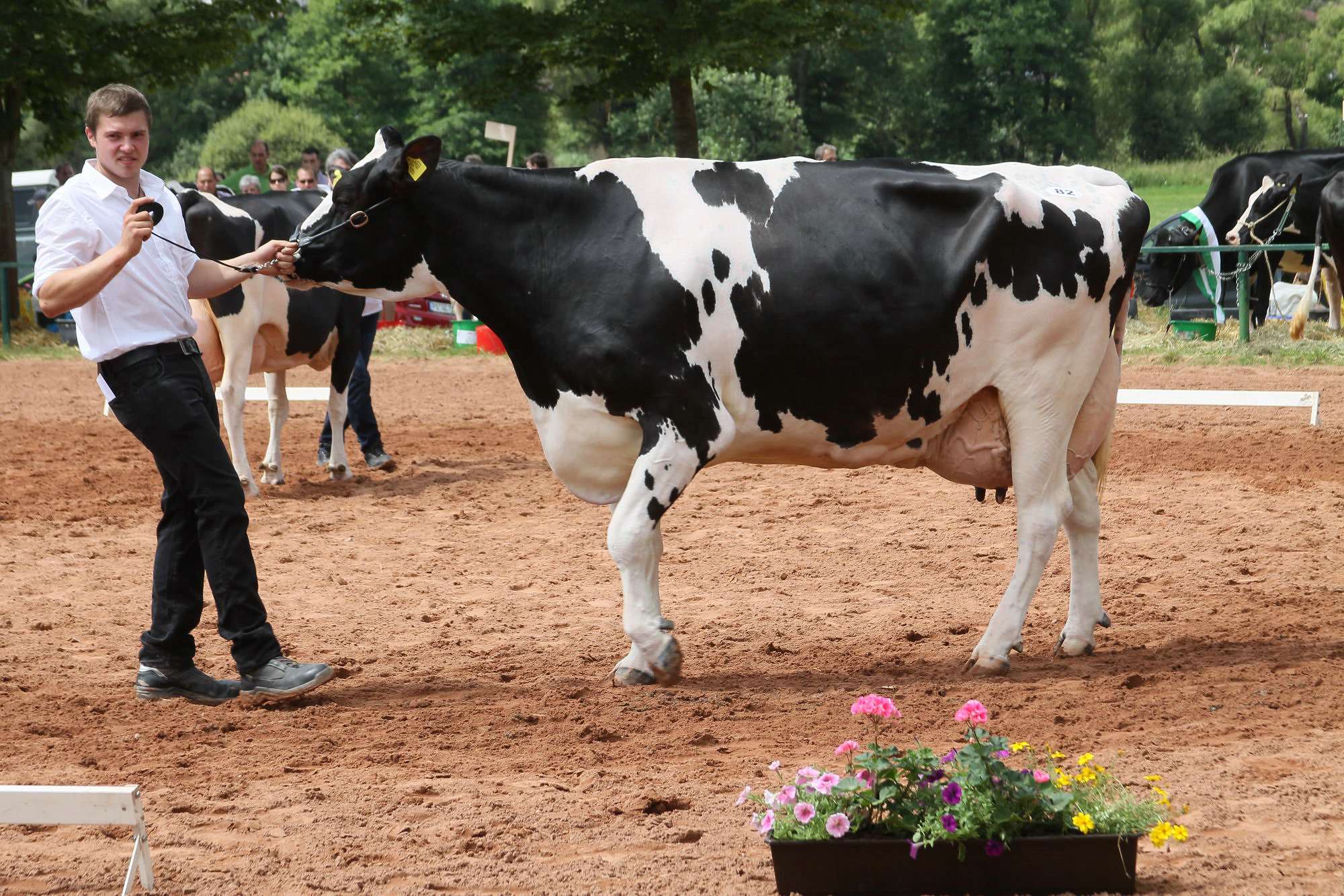 2016 07 17 webenheim kuehe 177