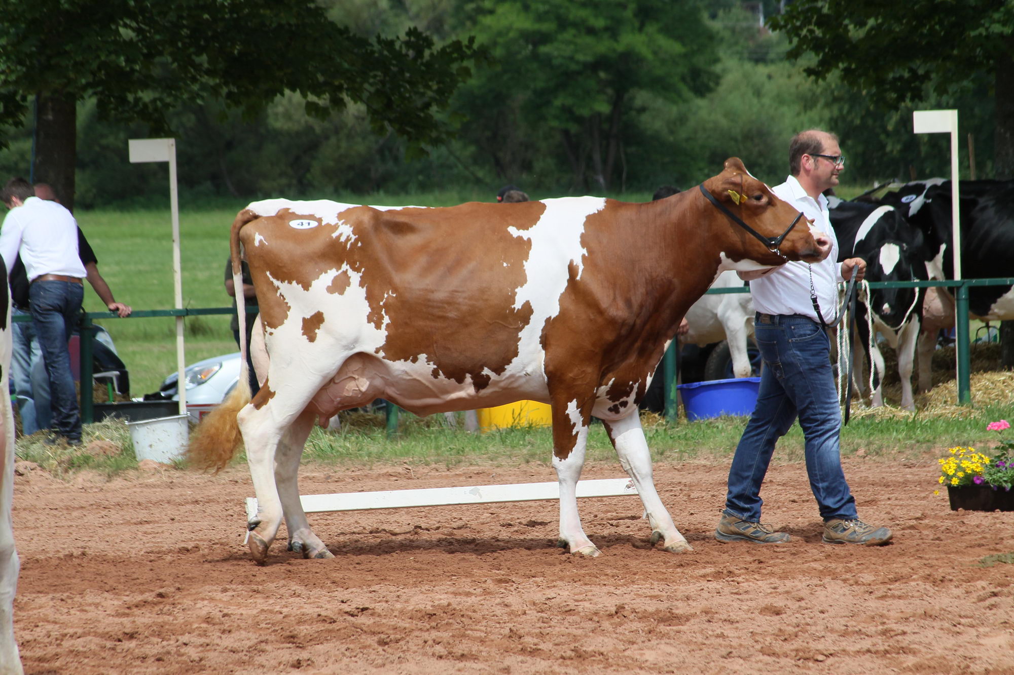 2016 07 17 webenheim kuehe 180