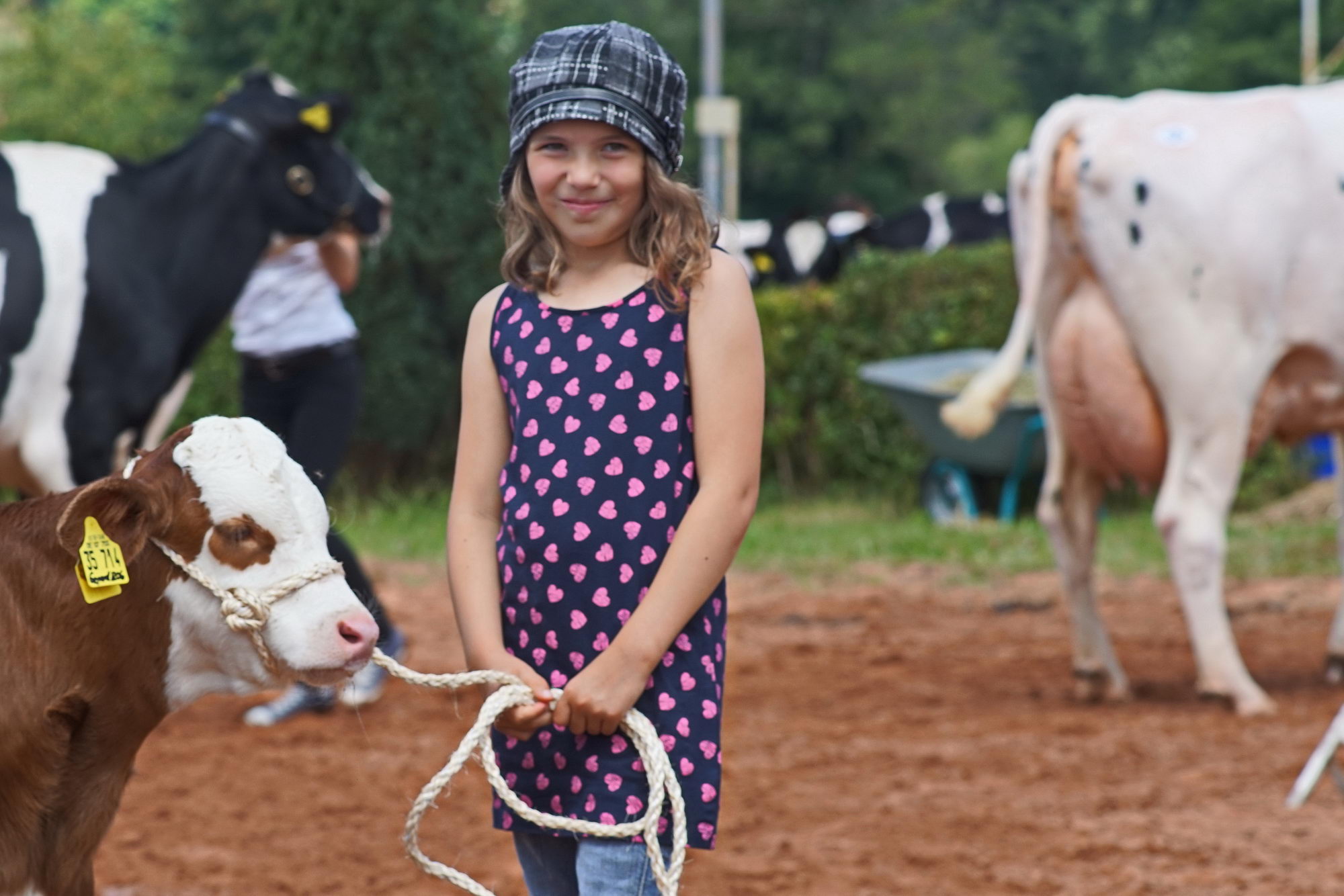 2016 07 17 webenheim kuehe 182