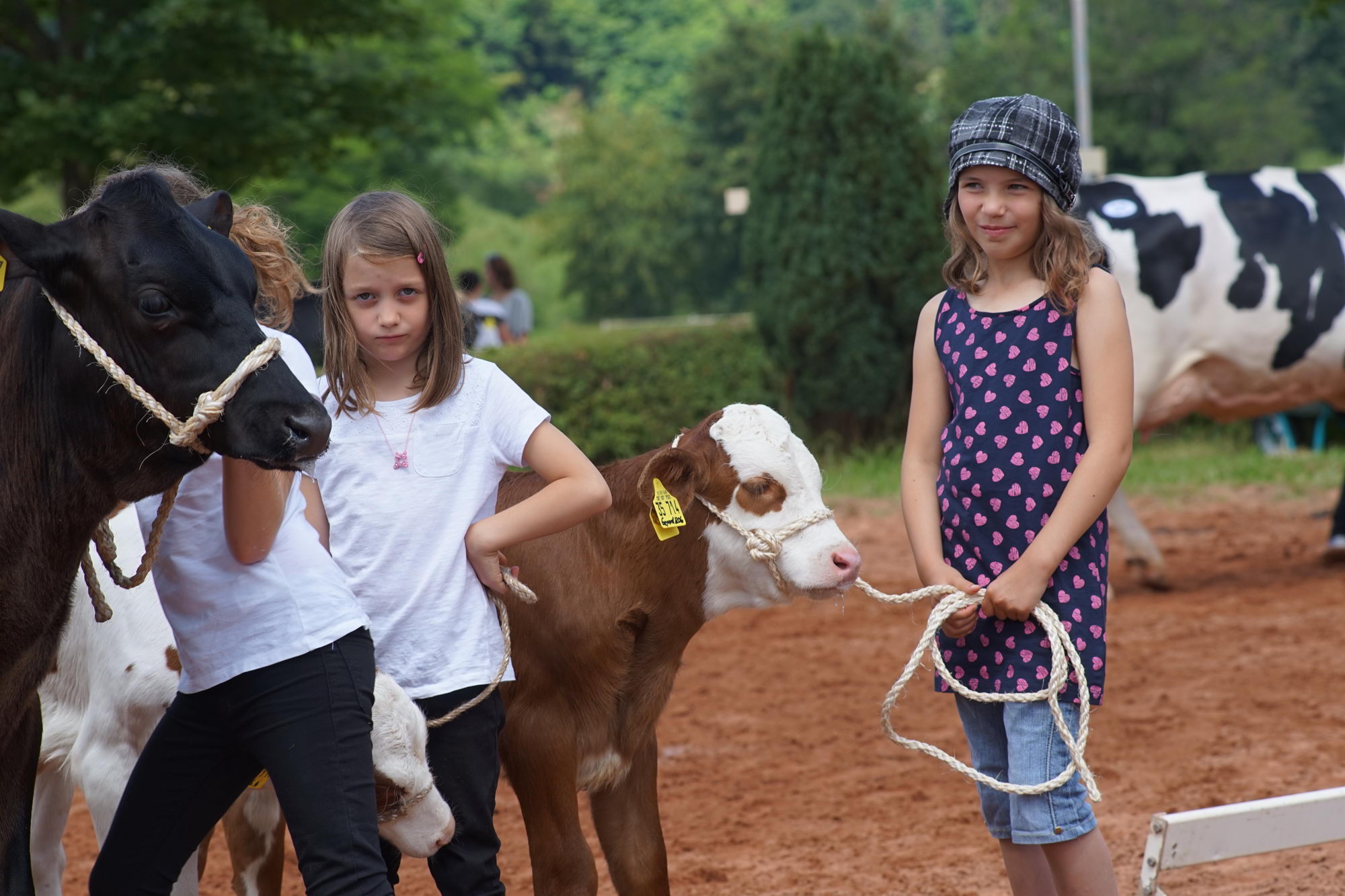 2016 07 17 webenheim kuehe 183