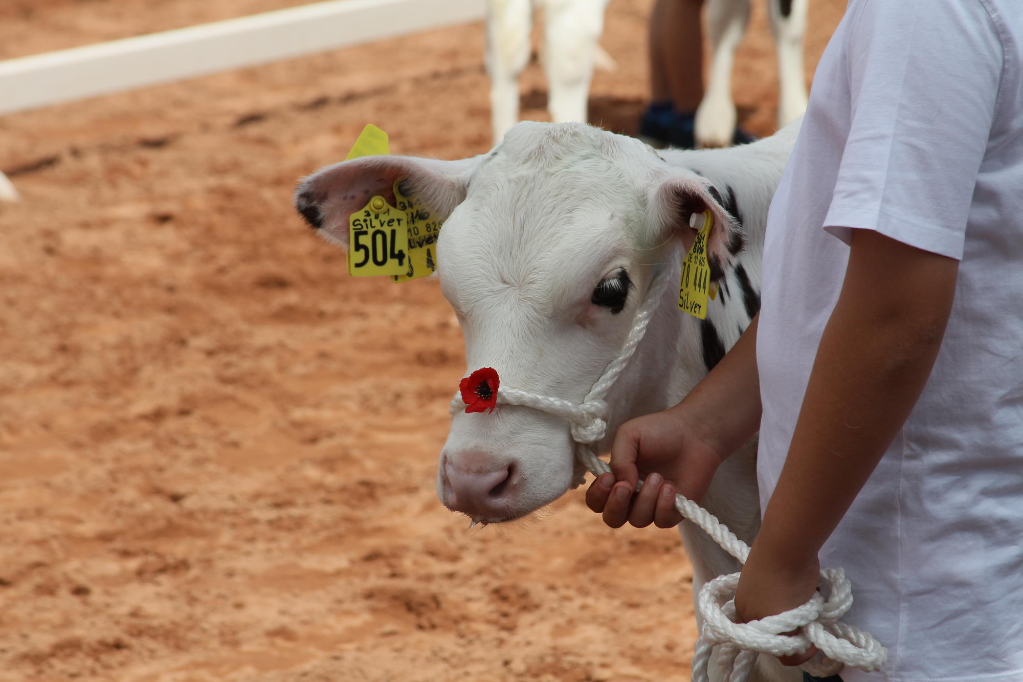2016 07 17 webenheim kuehe 185