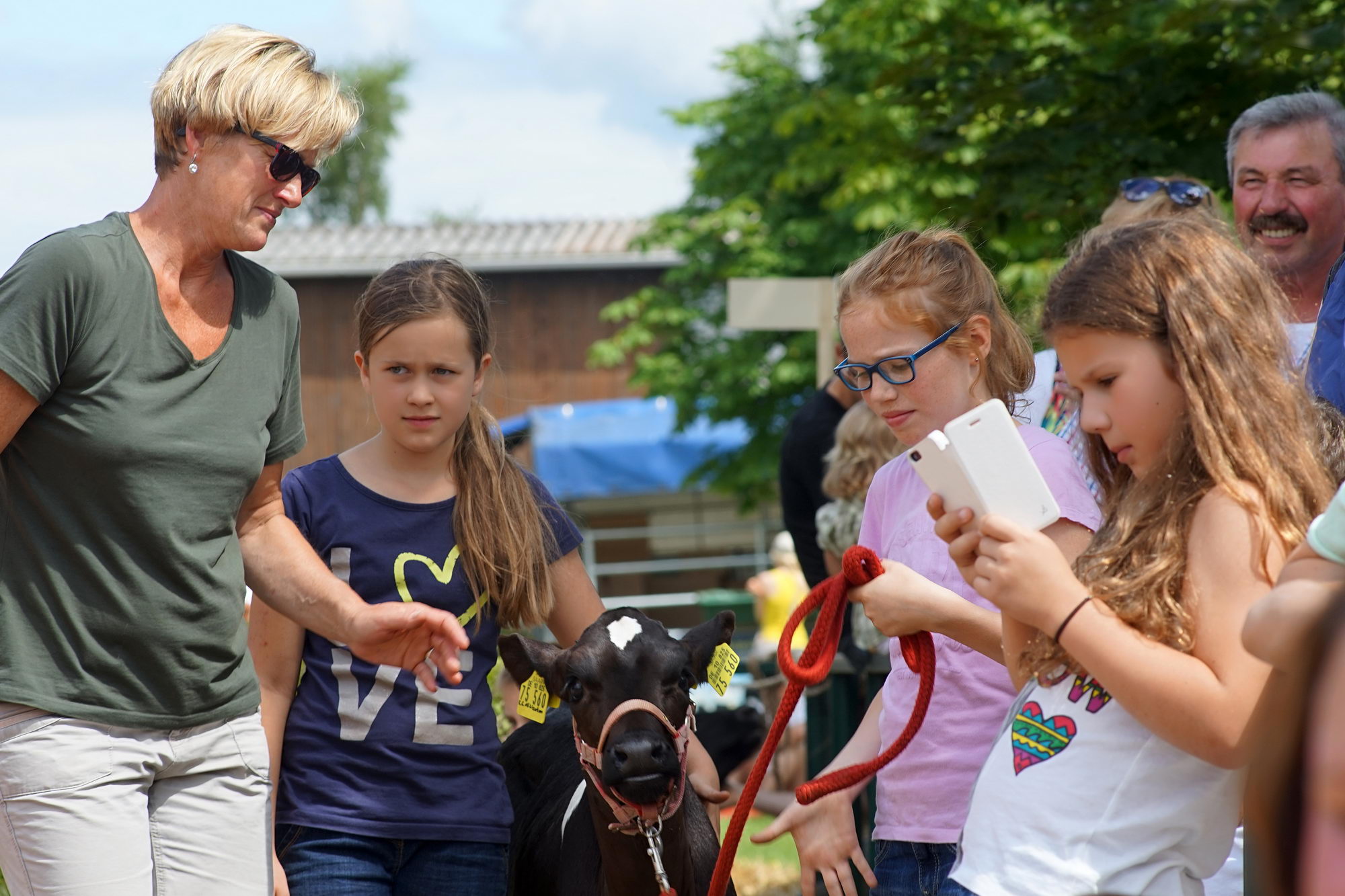 2016 07 17 webenheim kuehe 186